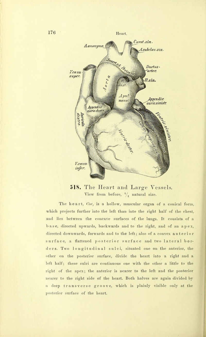 518. The Heart and Large Vessels. View from before, */2 natural size. The heart, Cor, is a hollow, muscular organ of a conical form, which projects further into the left than into the right half of the chest, and lies between the concave surfaces of the lungs. It consists of a base, directed upwards, backwards and to the right, and of an apex, directed downwards, forwards and to the left; also of a convex anterior surface, a flattened posterior surface and two lateral bor- ders. Two longitudinal sulci, situated one on the anterior, the other on the posterior surface, divide the heart into a right and a left half; these sulci are continuous one with the other a little to the right of the apex; the anterior is nearer to the left and the posterior nearer to the right side of the heart. Both halves are again divided by a deep transverse groove, which is plainly visible only at the posterior surface of the heart.