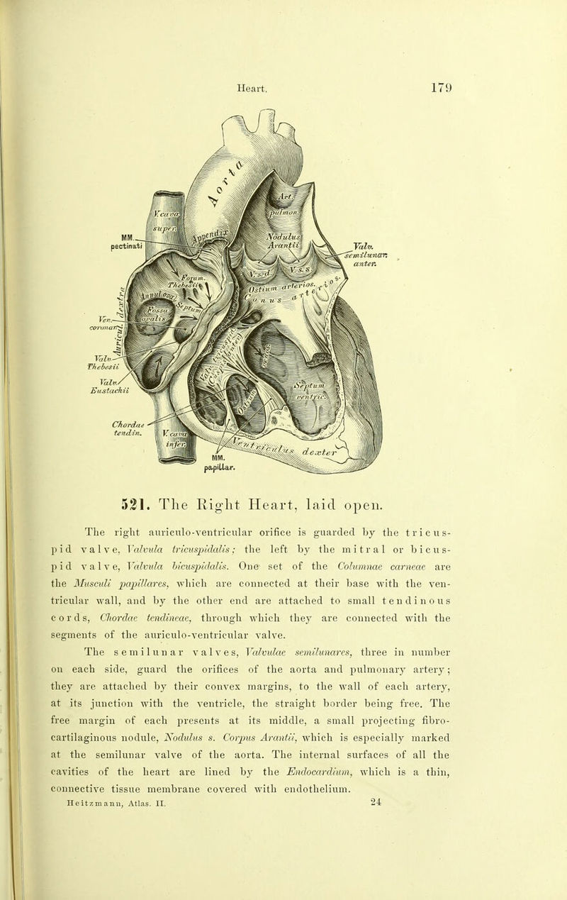 521. The Right Heart, laid open. The right auriculo-ventricular orifice is guarded by the tricus- pid valve, Talvula tricuspidalis; the left by the mitral or b i c u s- pid valve, Yalvula hicuspidalis. One- set of the Cohimnae cameae are the MuscuM papillaris, which are connected at their base with the ven- tricular wall, and by the other end are attached to small tendinous c o r d s, Chordae tcndineac, through which they are connected with the segments of the auriculo-ventricular valve. The semilunar valves, Valvulae semilunares, three in number on each side, guard the orifices of the aorta and pulmonary artery; they are attached by their convex margins, to the wall of each artery, at its junction with the ventricle, the straight border being free. The free margin of each presents at its middle, a small projecting fibro- cartilaginous nodule, Kodidus s. Corpus Arantii, which is especially marked at the semilunar valve of the aorta. The internal surfaces of all the cavities of the heart are lined by the Endocardium, which is a thin, connective tissue membrane covered with endothelium. Heitzmanu, Atlas. II. 24