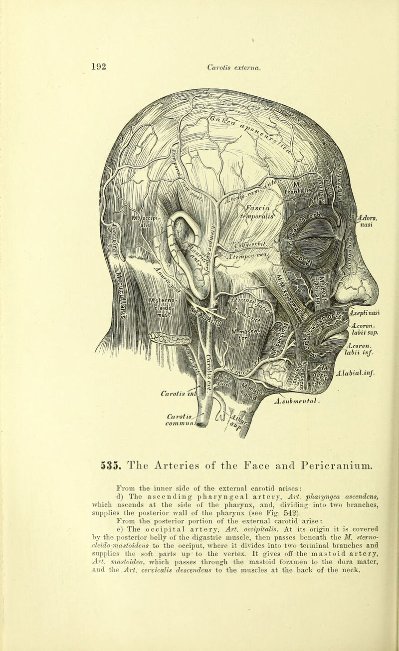 535. The Arteries of the Face and Pericranium. From the inner side of the external carotid arises: d) The ascending pharyngeal artery, Art. pharyngea ascendens, which ascends at the side of the pharynx, and, dividing into two branches, supplies the posterior wall of the pharynx (see Fig. 542). From the posterior portion of the external carotid arise: e) The occipital artery, Art. occipitalis. At its origin it is covered by the posterior belly of the digastric muscle, then passes beneath the M. sterno- deido-mastoideus to the occiput, where it divides into two terminal branches and supplies the soft parts up'to the vertex. It gives off the mastoid artery, Art. mastoidea, which passes through the mastoid foramen to the dura mater, and the Art. cervicalis descendens to the muscles at the back of the neck.