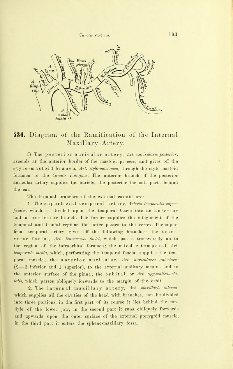 536. Diagram of the Ramification of the Internal Maxillary Artery. f) The posterior auricular artery, Art. auricularis posterior, ascends at the anterior border of the mastoid process, and gives off the stylo-mastoid branch, Art. stylo-mastoidea, through the stylo-mastoid foramen to the Canalis Fattopiac. The anterior branch of the posterior auricular artery supplies the auricle, the posterior the soft parts behind the ear. The terminal branches of the external carotid are: 1. The superficial temporal artery, Arteria temporalis super- ficialis, which is divided upon the temporal fascia into an anterior and a posterior branch. The former supplies the integument of the temporal and frontal regions, the latter passes to the vertex. The super- ficial temporal artery gives off the following branches: the trans- verse facial, Art. transversa faciei, which passes transversely up to the region of the infraorbital foramen; the middle temporal, Art. temporalis media, which, perforating the temporal fascia, supplies the tem- poral muscle; the anterior auricular, Art. auriculares antcriores (2—3 inferior and 1 superior), to the external auditory meatus and to the anterior surface of the pinna; the orbital, or Art. zygomatico-orhi- talis, which passes obliquely forwards to the margin of the orbit. 2. The internal maxillary artery, Art. maxillaris interna, which supplies all the cavities of the head with branches, can be divided into three portions, in the first part of its course it lies behind the con- dyle of the lower jaw, in the second part it runs obliquely forwards and upwards upon the outer surface of the external pterygoid muscle, in the third part it enters the spheno-maxillary fossa.