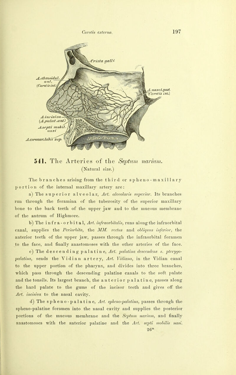 541. The Arteries of the Septum narium. (Natural size.) The branches arising from the third or s p h e n o - rn a x i 11 a r y portion of the internal maxillary artery are: a) The superior alveolar, Art. alveolaris superior. Its branches run through the foramina of the tuberosity of the superior maxillary bone to the back teeth of the upper jaw and to the mucous membrane of the antrum of Highmore. b) The infra-orbital, Art. infraorhitalis, runs along the infraorbital canal, supplies the Periorbita, the MM. rectus and obtiquus inferior, the anterior teeth of the upper jaw, passes through the infraorbital foramen to the face, and finally anastomoses with the other arteries of the face. c) The descending palatine, Art. palatina descendens s. pterygo- palatina, sends the Vidian artery, Art. Vidiana, in the Vidian canal to the upper portion of the pharynx, and divides into three branches, which pass through the descending palatine canals to the soft palate and the tonsils. Its largest branch, the anterior palatine, passes along the hard palate to the gums of the incisor teeth and gives off the Art. incisiva to the nasal cavity. d) The spheno-palatine, Art. splieno-palatina, passes through the spheno-palatine foramen into the nasal cavity and supplies the posterior portions of the mucous membrane and the Septum narium, and finally anastomoses with the anterior palatine and the Art. septi mobilis nasi. 26*