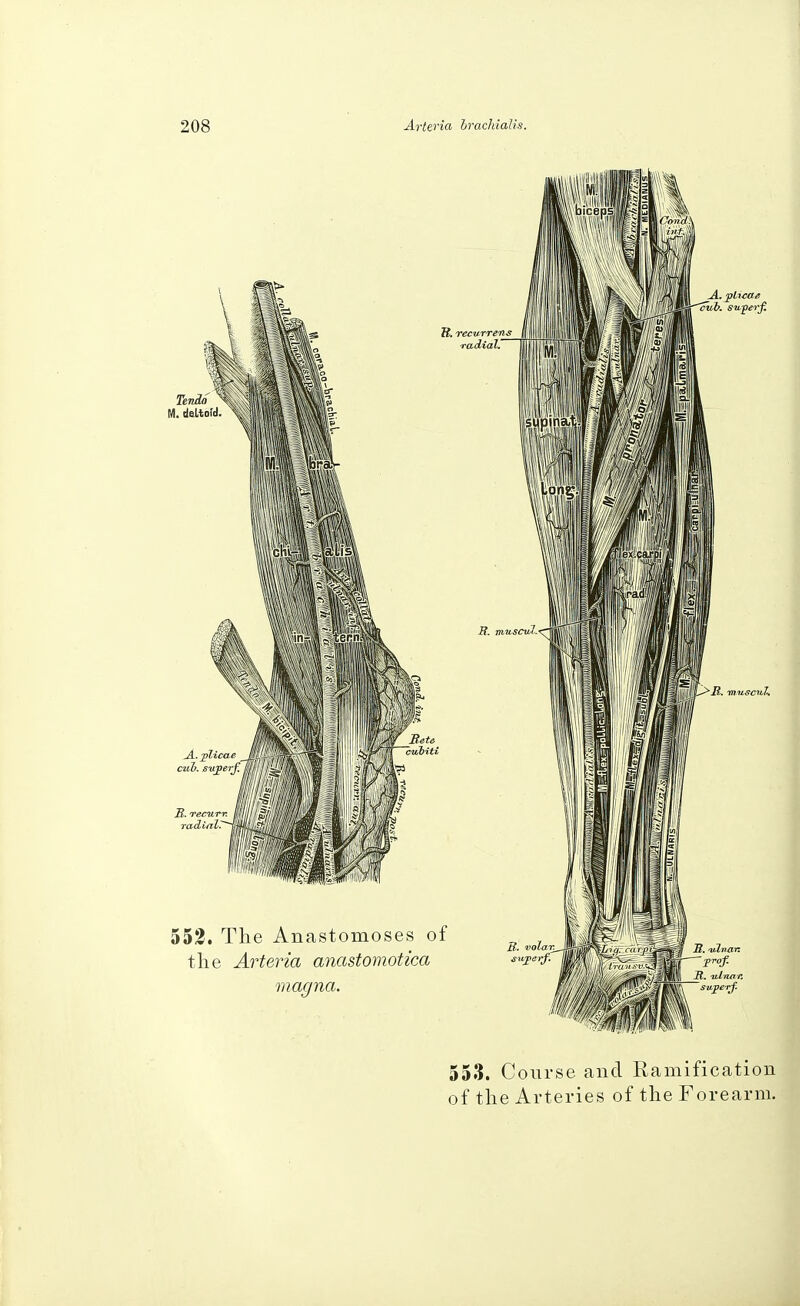 553. Course and Ramification of the Arteries of the Forearm.