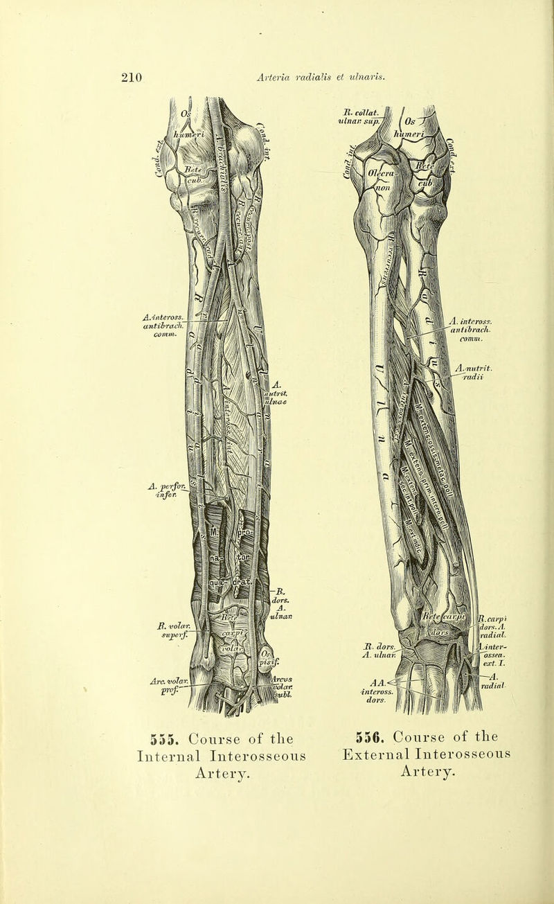 555. Course of the 556. Course of the Internal Interosseous External Interosseous Artery. Artery.