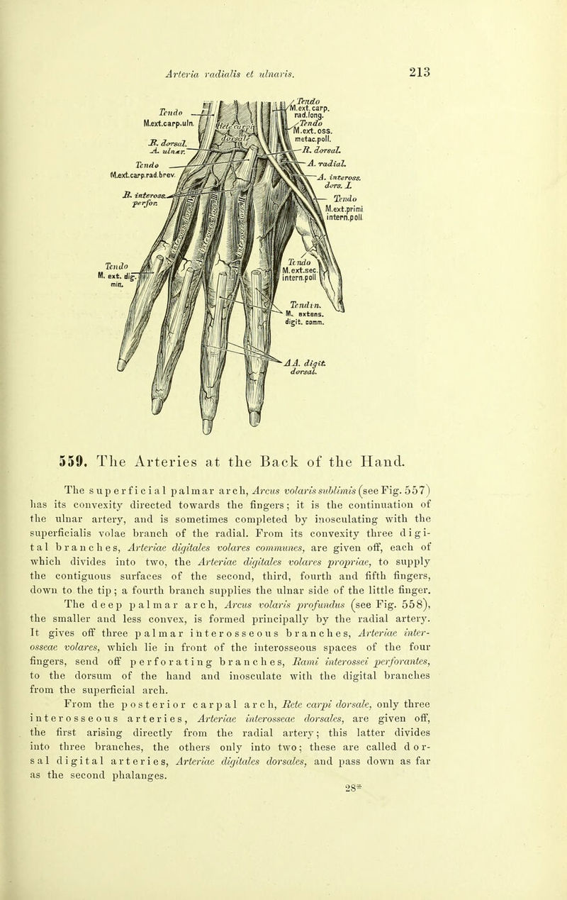 559. The Arteries at the Back of the Hand. The superficial palmar arch, Arcus volaris sublimis (see Fig. 557) has its convexity directed towards the fingers ; it is the continuation of the ulnar artery, and is sometimes completed by inosculating with the superficialis volae branch of the radial. From its convexity three digi- tal branches, Arteriae digitales volares communes, are given off, each of which divides into two, the Arteriae digitales volares propriae, to supply the contiguous surfaces of the second, third, fourth and fifth fingers, down to the tip; a fourth branch supplies the ulnar side of the little finger. The deep palmar arch, Arcus volaris profundus (see Fig. 558), the smaller and less convex, is formed principally by the radial artery. It gives off three palmar interosseous branches, Arteriae inter- osseac volares, which lie in front of the interosseous spaces of the four fingers, send off perforating branches, Rami interossei perforantes, to the dorsum of the hand and inosculate with the digital branches from the superficial arch. From the posterior carpal arch, Bete carpi dorsah, only three interosseous arteries, Arteriae interosseae dorsales, are given off, the first arising directly from the radial artery; this latter divides into three branches, the others only into two; these are called d 0 r- sal digital arteries, Arteriae digitales dorsales, and pass down as far as the second phalanges. 28*