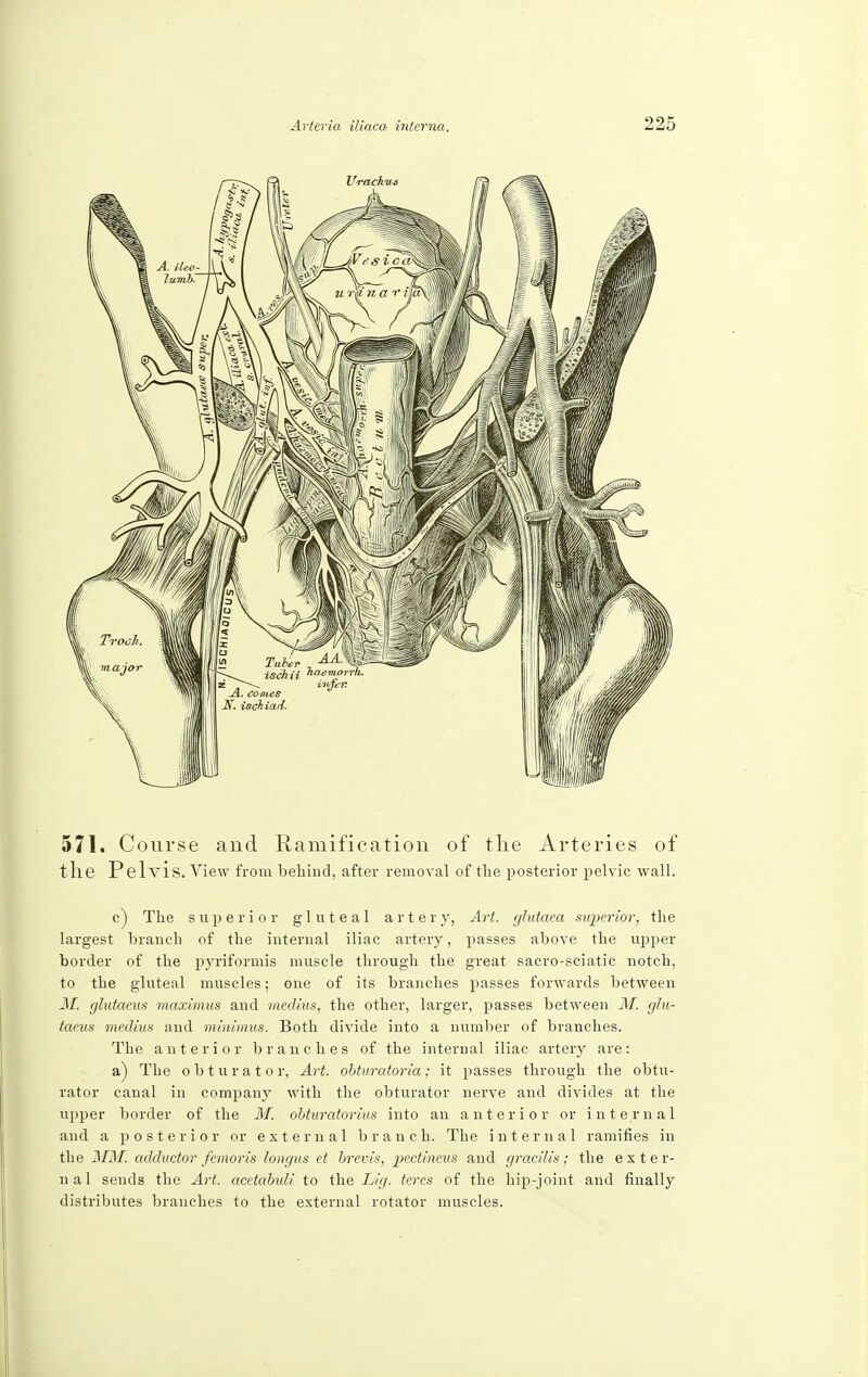 571. Course and Ramification of the Arteries of the Pelvis. View from behind, after removal of the posterior pelvic wall. c) The superior gluteal artery, Art. glutaea superior, the largest branch of the internal iliac artery, passes above the upper border of the pyriformis muscle through the great sacro-sciatic notch, to the gluteal muscles; one of its branches passes forwards between M. glutaeus maximus and medius, the other, larger, passes between M. glu- taeus medius and minimus. Both divide into a number of branches. The anterior branches of the internal iliac artery are: a) The obturator, Art. obturatoria; it passes through the obtu- rator canal in company with the obturator nerve and divides at the upper border of the M. obturatorius into an anterior or internal and a posterior or external branch. The internal ramifies in the MM. adductor femoris longus et brevis, pectineus and gracilis; the exter- nal sends the Art. acetabxdi to the IAg. teres of the hip-joint and finally distributes branches to the external rotator muscles.