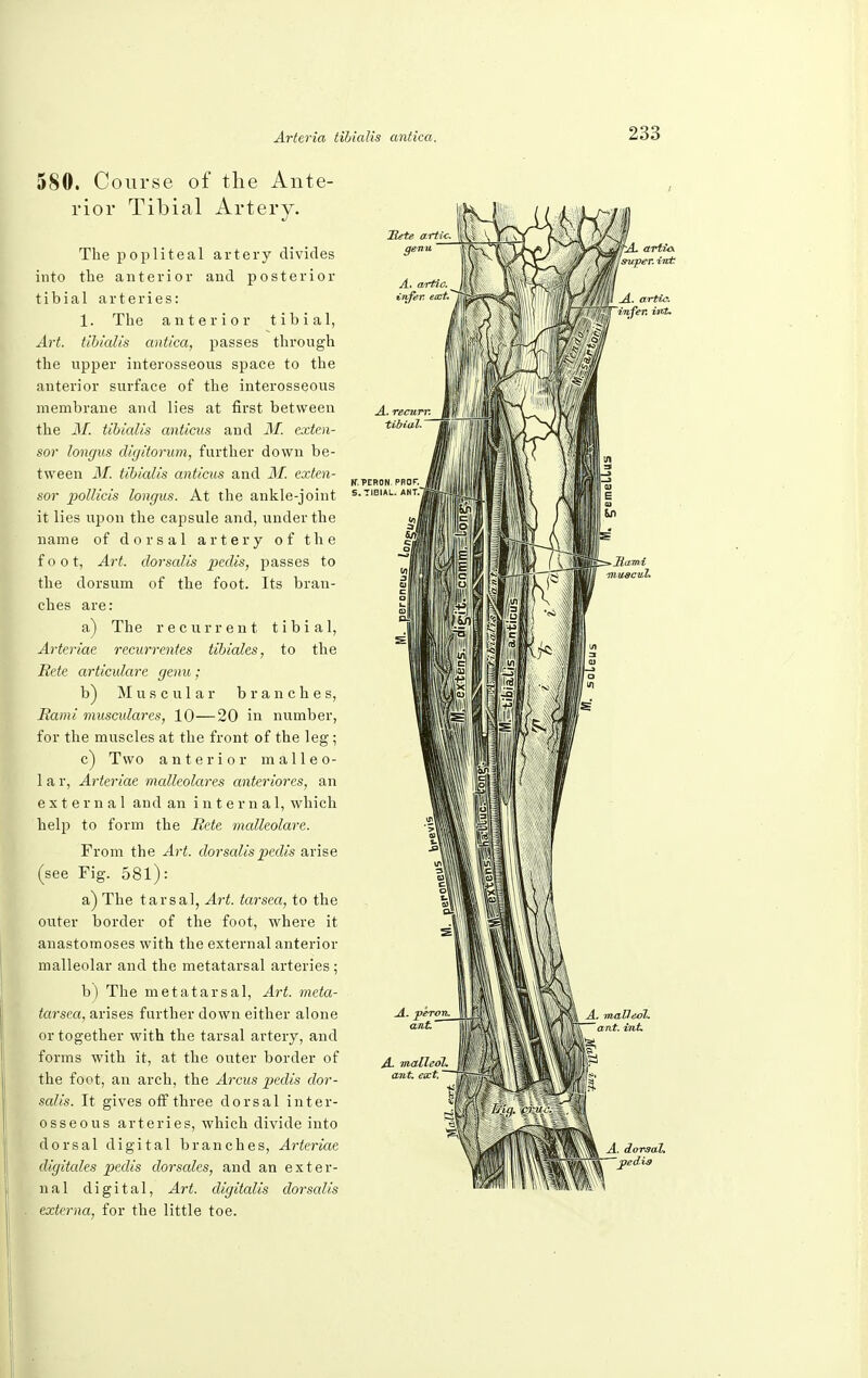 580. Course of the Ante- rior Tibial Artery. The popliteal artery divides into the anterior and posterior tibial arteries: 1. The anterior tibial, Art. tibialis antica, passes through the upper interosseous space to the anterior surface of the interosseous membrane and lies at first between the M. tibialis anticus and M. exten- sor longus digitorum, further down be- tween M. tibialis anticus and M. exten- sor pollicis longus. At the ankle-joint it lies upon the capsule and, under the name of dorsal artery of the f o o t, Art. dorsalis pedis, passes to the dorsum of the foot. Its bran- ches are: a) The recurrent tibial, Arteriae recurrentes tibiales, to the Rete articulare genu; b) Muscular branches, Rami musculares, 10—20 in number, for the muscles at the front of the leg; c) Two anterior malleo- 1 a r, Arteriae malleolares anteriores, an external and an internal, which help to form the Rete mattcolare. From the Art. dorsalis pedis arise (see Fig. 581): a) The tarsal, Art. tarsea, to the outer border of the foot, where it anastomoses with the external anterior malleolar and the metatarsal arteries; b) The metatarsal, Art. meta- tarsca, arises further down either alone or together with the tarsal artery, and forms with it, at the outer border of the foot, an arch, the Arcus pedis dor- salis. It gives off three dorsal inter- osseous arteries, which divide into dorsal digital branches, Arteriae digitales pedis dorsales, and an exter- nal digital, Art. digitalis dorsalis externa, for the little toe.