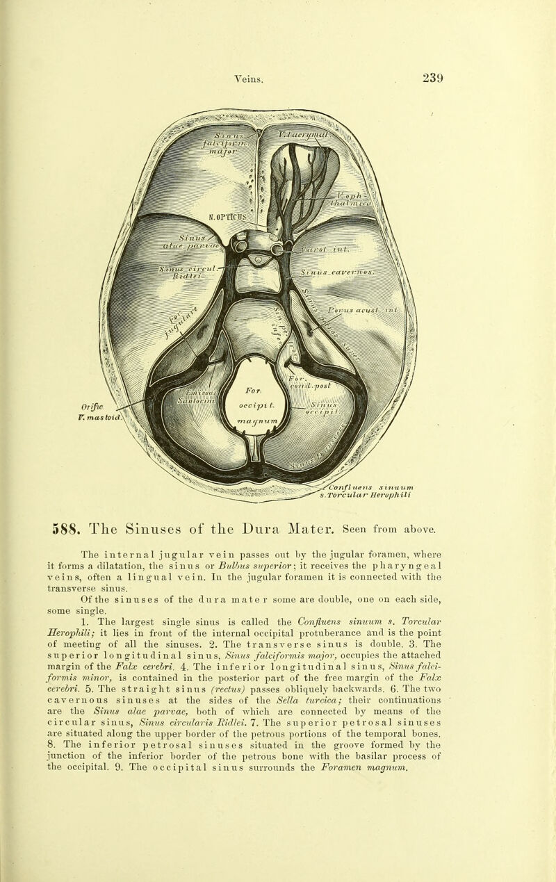 588. The Sinuses of the Dura Mater. Seen from above. The internal jugular vein passes out by the jugular foramen, where it forms a dilatation, the sinus or Bulbus superior; it receives the pharyngeal veins, often a lingual vein. In the jugular foramen it is connected with the transverse sinus. Of the sinuses of the dura mate r some are double, one on each side, some single. 1. The largest single sinus is called the Confluens sinuum s. Torcular HeropMli; it lies in front of the internal occipital protuberance and is the point of meeting of all the sinuses. 2. The transverse sinus is double. 3. The superior longitudinal sinus, Sinus falciformismajor, occupies the attached margin of the Falx cerebri. 4. The inferior longitudinal sinus, Sinus falci- formis minor, is contained in the posterior part of the free margin of the Falx cerebri. 5. The straight sinus (rectus) passes obliquely backwards. 6. The two cavernous sinuses at the sides of the Sella turcica,- their continuations are the Sinus alae parvae, both of which are connected by means of the circular sinus, Sinus circularis Bidlei. 7. The superior petrosal sinuses are situated along the upper border of the petrous portions of the temporal bones. 8. The inferior petrosal sinuses situated in the groove formed by the junction of the inferior border of the petrous bone with the basilar process of the occipital. 9. The occipital sinus surrounds the Foramen magnum.