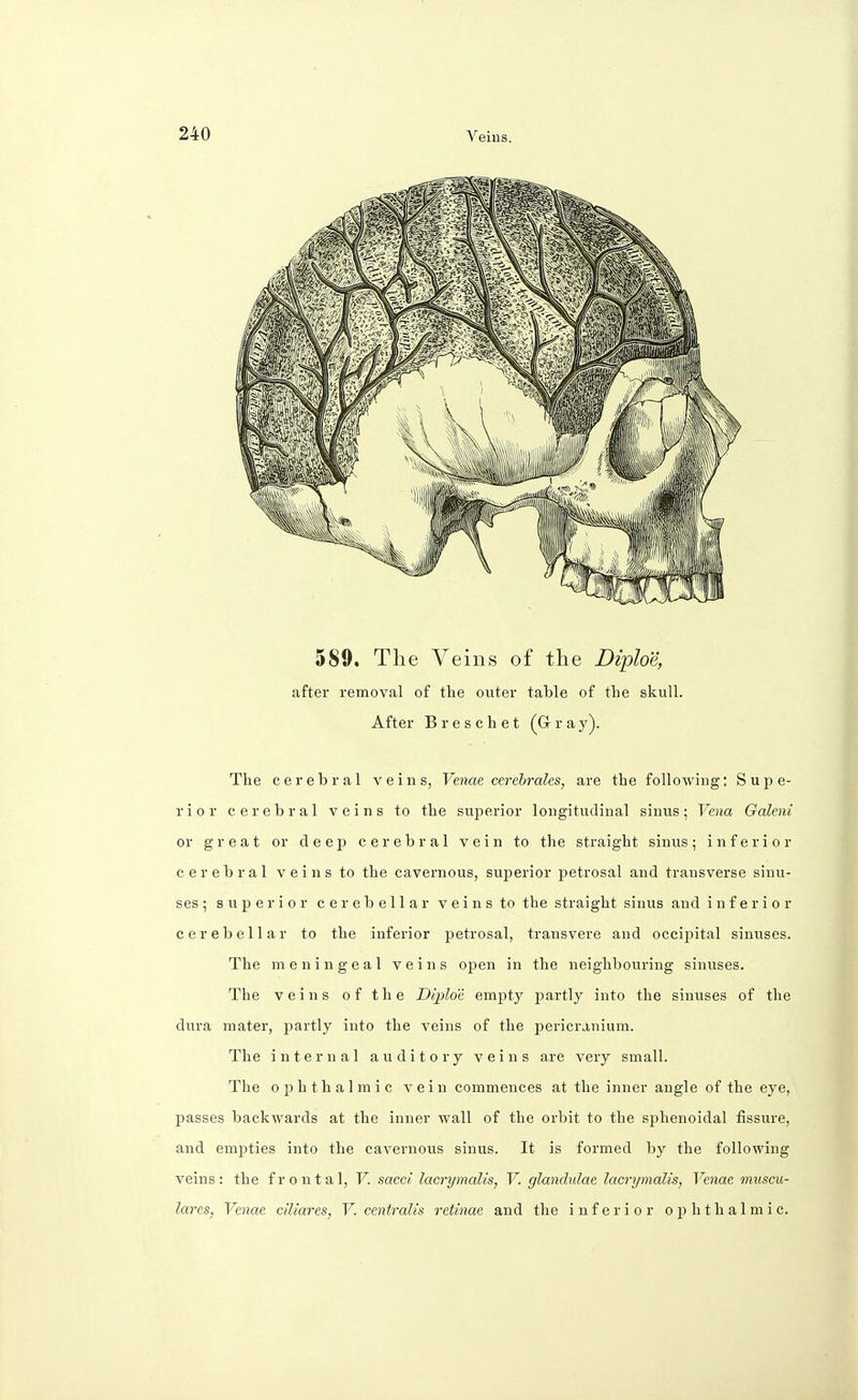 589, The Veins of the Diploe, after removal of the outer table of the skull. After Breschet (Gray). The cerebral veins, Venae cerebrates, are the following: Supe- rior cerebral veins to the superior longitudinal sinus; Vena Galeni or great or deep cerebral vein to the straight sinus; inferior cerebral veins to the cavernous, superior petrosal and transverse sinu- ses ; superior cerebellar veins to the straight sinus and inferior cerebellar to the inferior petrosal, transvere and occipital sinuses. The meningeal veins open in the neighbouring sinuses. The veins of the Diploe empty partly into the sinuses of the dura mater, partly into the veins of the pericranium. The internal auditory veins are very small. The ophthalmic vein commences at the inner angle of the eye, passes backwards at the inner wall of the orbit to the sphenoidal fissure, and empties into the cavernous sinus. It is formed by the following veins: the frontal, V. sacci lacrymalis, V. glandulae lacrymaUs, Venae muscu- lares, Venae ciliares, V. centralis retinae and the inferior ophthalmic.