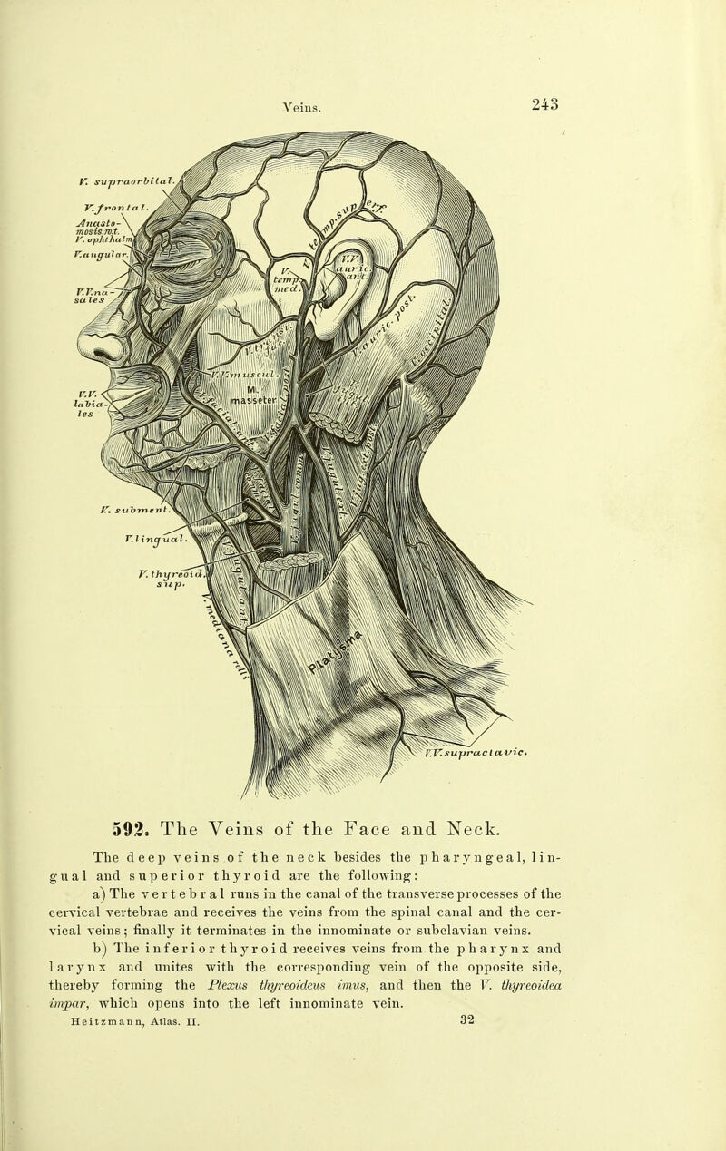 592. The Veins of the Face and Neck. The deep veins of the neck besides the pharyngeal, lin- gual and superior thyroid are the following: a) The vertebral runs in the canal of the transverse processes of the cervical vertebrae and receives the veins from the spinal canal and the cer- vical veins; finally it terminates in the innominate or subclavian veins. b) The inferior thyroid receives veins from the pharynx and larynx and unites with the corresponding vein of the opposite side, thereby forming the Plexus thyreoideus imus, and then the V. thyrcoidea impar, which opens into the left innominate vein. II r i t 7 in a 11 11. Atlas. II. 32