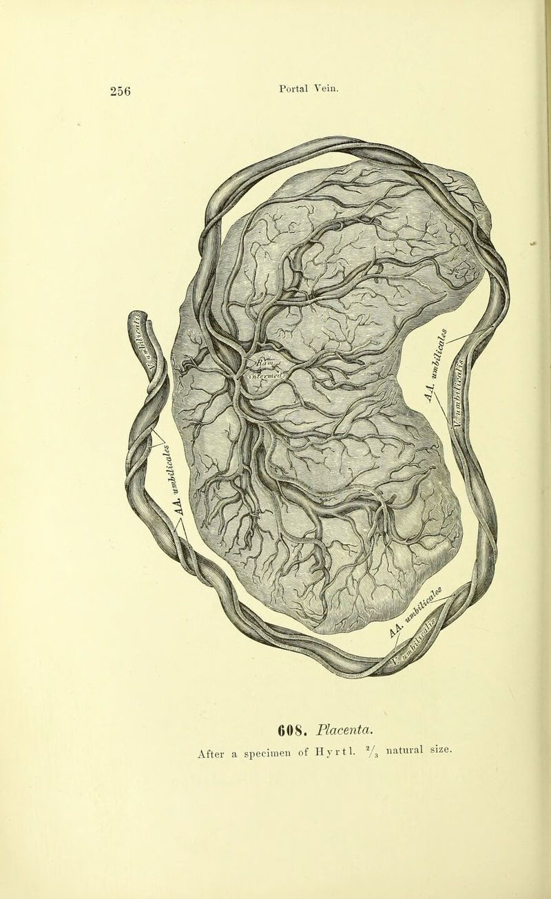 608. Placenta. After a specimen of Hyrtl. 2/, natural size.