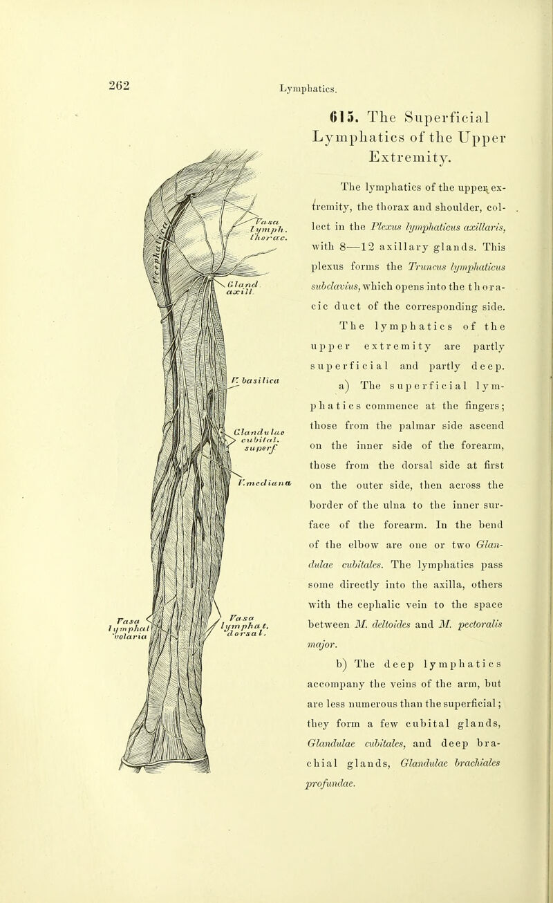 615. The Superficial Lymphatics of the Upper Extremity. The lymphatics of the uppei\ex- tremity, the thorax and shoulder, col- lect in the Plexus lymphaticus axillaris, with 8—12 axillary glands. This plexus forms the Truncus lymphaticus subclavius,which opens into the thora- cic duct of the corresponding side. The lymphatics of the upper extremity are partly superficial and partly deep. a) The superficial lym- ph a t i c s commence at the fingers; those from the palmar side ascend on the inner side of the forearm, those from the dorsal side at first on the outer side, then across the border of the ulna to the inner sur- face of the forearm. In the bend of the elbow are one or two Glan- dulae cubitales. The lymphatics pass some directly into the axilla, others with the cephalic vein to the space between M. ddtoides and M. pectoralis major. b) The deep lymphatics accompany the veins of the arm, but are less numerous than the superficial; they form a few cubital glands, Glandulae cubitales, and deep bra- chial glands, Glandulae brachiales profundae.