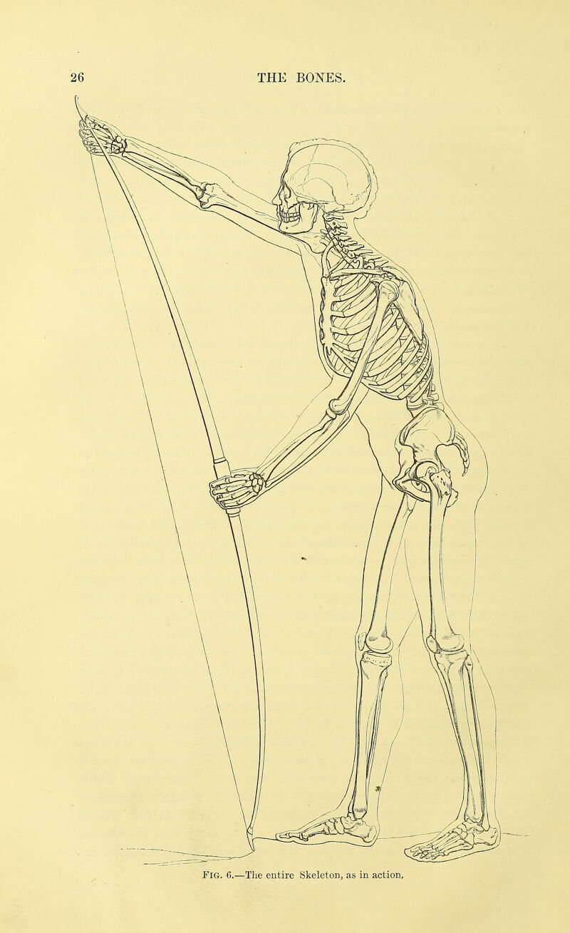 Fig. 6.—The entire Skeleton, as in action.