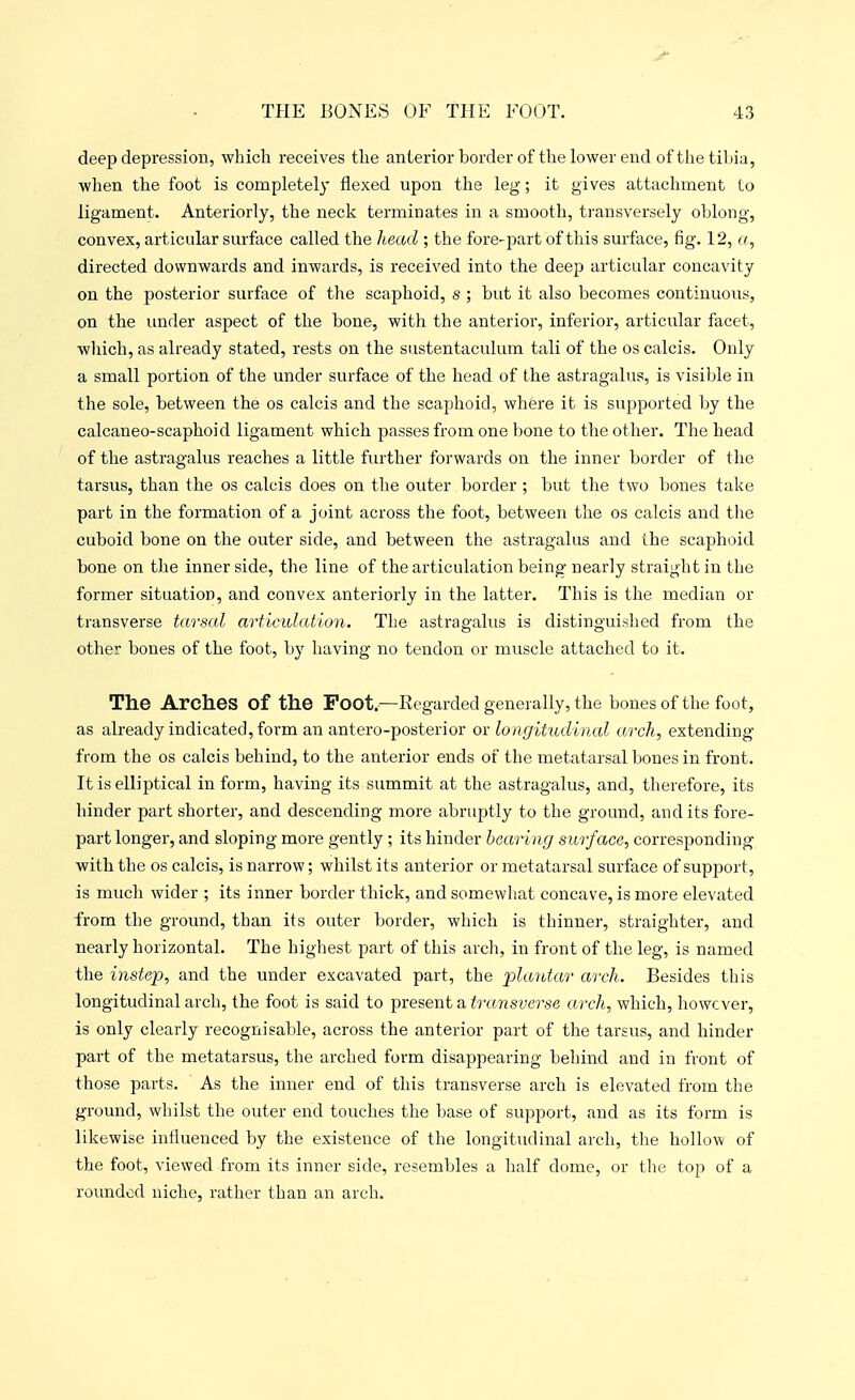 deep depression, which receives the anterior border of the lower end of the tihia, when the foot is completely flexed upon the leg; it gives attachment to ligament. Anteriorly, the neck terininates in a smooth, ti'ansversely oblong, convex, articular surface called the head ; the fore-part of this surface, fig. 12, a, directed downwards and inwards, is received into the deep articular concavity on the posterior surface of the scaphoid, s ; but it also becomes continuous, on the under aspect of the bone, with the anterior, inferior, articular facet, which, as already stated, rests on the sustentaculum tali of the os calcis. Only a small portion of the under surface of the head of the astragalus, is visible in the sole, between the os calcis and the scaphoid, where it is supported by the calcaneo-scaphoid ligament which passes from one bone to the other. The head of the astragalus reaches a little further forwards on the inner border of the tarsus, than the os calcis does on the outer border ; but the two bones take part in the formation of a joint across the foot, between the os calcis and the cuboid bone on the outer side, and between the astragalus and the scaphoid bone on the inner side, the line of the articulation being nearly straight in the former situation, and convex anteriorly in the latter. This is the median or transverse tarsal articulation. The astragalus is distinguished from the other bones of the foot, by having no tendon or muscle attached to it. The Arches of the Foot,—Regarded generally, the bones of the foot, as already indicated, form an antero-posterior or longitudinal arch, extending from the os calcis behind, to the anterior ends ot the metatarsal bones in front. It is elliptical in form, having its summit at the astragalus, and, therefore, its hinder part shorter, and descending more abruptly to the ground, audits fore- part longer, and sloping more gently ; its hinder bearing surface, corresponding with the OS calcis, is narrow; whilst its anterior or metatarsal surface of support, is much wider ; its inner border thick, and somewhat concave, is more elevated from the ground, than its outer border, which is thinner, straighter, and nearly horizontal. The highest part of this arch, in front of the leg, is named the instep, and the under excavated part, the plantar arch. Besides this longitudinal arch, the foot is said to present a transverse arch, which, however, is only clearly recognisable, across the anterior part of the tarsus, and hinder part of the metatarsus, the arched form disappearing behind and in front of those parts. As the inner end of this transverse arch is elevated from the ground, whilst the outer end touches the base of support, and as its form is likewise influenced by the existence of the longitudinal arch, the hollow of the foot, viewed from its inner side, resembles a half dome, or the top of a rounded niche, rather than an arch.
