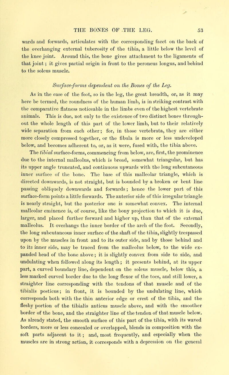 wards and forwards, articulates with the corresponding facet on the back of the overhanging external tuberosity of the tibia, a little below the level of the knee joint. Around this, the bone gives attachment to the ligaments of that joint; it gives partial origin in front to the peroneus longus, and behind to the soleus muscle. Surface-^forms dependent on the Bones of the Leg. As in the case of the foot, so in the leg, the great breadth, or, as it may here be termed, the roundness of the human limb, is in striking contrast with the comparative flatness noticeable in the limbs even of the highest vertebrate animals. This is due, not only to the existence of two distinct bones through- out the whole length of this part of the lower limb, but to their relatively wide separation from each other; for, in those vertebrata, they are either more closely compressed together, or the fibula is more or less undeveloped below, and becomes adherent to, or, as it were, fused with, the tibia above. The tibial surface-forms, commencing from below, are, first, the prominence due to the internal malleolus, which is broad, somewhat triangular, but has its upper angle truncated, and continuous upwards with the long subcutaneous inner surface of the bone. The base of this malleolar triangle, which is dix'ected downwards, is not straight, but is bounded by a broken or bent line passing obliquely downwards and forwards ; hence the lower part of this surface-form points a little forwards. The anterior side of this irregular triangle is nearly straight, but the posterior one is somewhat convex. The internal malleolar eminence is, of course, like the bony projection to which it is due, larger, and placed further forward and higher up, than that of the external malleolus. It overhangs the inner border of the arch of the foot. Secondly, the long subcutaneous inner surface of the shaft of the tibia, slightly trespassed upon by the muscles in front and to its outer side, and by those behind and to its inner side, may be traced from the malleolus below, to the wide ex- panded head of the bone above; it is slightly convex from side to side, and undulating when followed along its length; it presents behind, at its upper part, a curved boundary line, dependent on the soleus muscle, below this, a less marked curved border due to the long flexor of the toes, and still lower, a straighter line corresponding with the tendons of that muscle and of the tibialis posticus; in front, it is bounded by the undulating line, which corresponds both with the thin anterior edge or crest of the tibia, and the fleshy portion of the tibialis anticus muscle above, and with the smoother border of the bone, and the straighter line of the tendon of that muscle below. As already stated, the smooth surface of this part of the tibia, with its waved borders, more or less concealed or overlapped, blends in composition with the soft parts adjacent to it; and, most frequently, and especially when the muscles are in strong action, it corresponds with a depression on the general