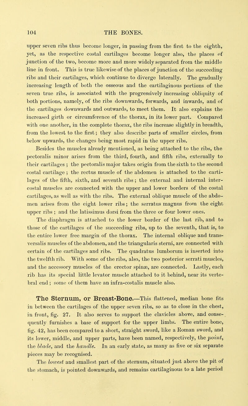 upper seven ribs thus become longer, in passing from the first to the eighth, yet, as the respective costal cartilages become longer also, the places of junction of the two, become more and more widely separated from the middle line in front. This is true likewise of the places of junction of the succeeding ribs and their cartilages, which continue to diverge laterally. The gradually increasing length of both the osseous and the cartilaginous portions of the seven true ribs, is associated with the progressively increasing obliquity of both portions, namely, of the ribs downwards, forwards, and inwards, and of the cartilages downwards and outwards, to meet them. It also explains the increased girth or circumference of the thorax, in its lower part. Compared with one another, in the complete thorax, the ribs increase slightly in breadth, from the lowest to the first; they also describe parts of smaller circles, from below upwards, the changes being most rapid in the upper ribs. Besides the muscles already mentioned, as being attached to the ribs, the pectoralis minor arises from the third, fourth, and fifth ribs, externally to their cartilages ; the pectoralis major takes origin from the sixth to the second costal cartilage ; the rectus muscle of the abdomen is attached to the carti- lages of the fifth, sixth, and seventh ribs; the external and internal inter- costal muscles are connected with the upper and lower borders of the costal cartilages, as well as with the ribs. The external oblique muscle of the abdo- men arises from the eight lower ribs; the serratus magnus from the eight upper ribs ; and the latissimus dorsi from the three or four lower ones. The diaphragm is attached to the lower border of the last rib, and to those of the cartilages of the succeeding ribs, up to the seventh, that is, to the entire lower free margin of the thorax. The internal oblique and trans- versalis muscles of the abdomen, and the triangularis sterni, are connected with certain of the cartilages and ribs. The quadratus lumborum is inserted into the twelfth rib. With some of the ribs, also, the two posterior serrati muscles, and the accessory muscles of the erector spinas, are connected. Lastly, each rib has its special little levator muscle attached to it behind, near its verte- bral end ; some of them have an infra-costalis muscle also. The Sternum, or Breast-Bone.—This flattened, median bone fits in between the cartilages of the upper seven ribs, so as to close in the chest, in front, fig. 27. It also serves to support the clavicles above, and conse- quently furnishes a base of support for the upper limbs. The entire bone, fig. 42, has been compared to a short, straight sword, like a Eoman sword, and its lower, middle, and upper parts, have been named, respectively, the point, the blade, and the handle. In an early state, as many as five or six separate pieces may be recognised. The lowest and smallest part of the sternum, situated just above the pit of the stomach, is pointed downwards, and remains cartilaginous to a late period