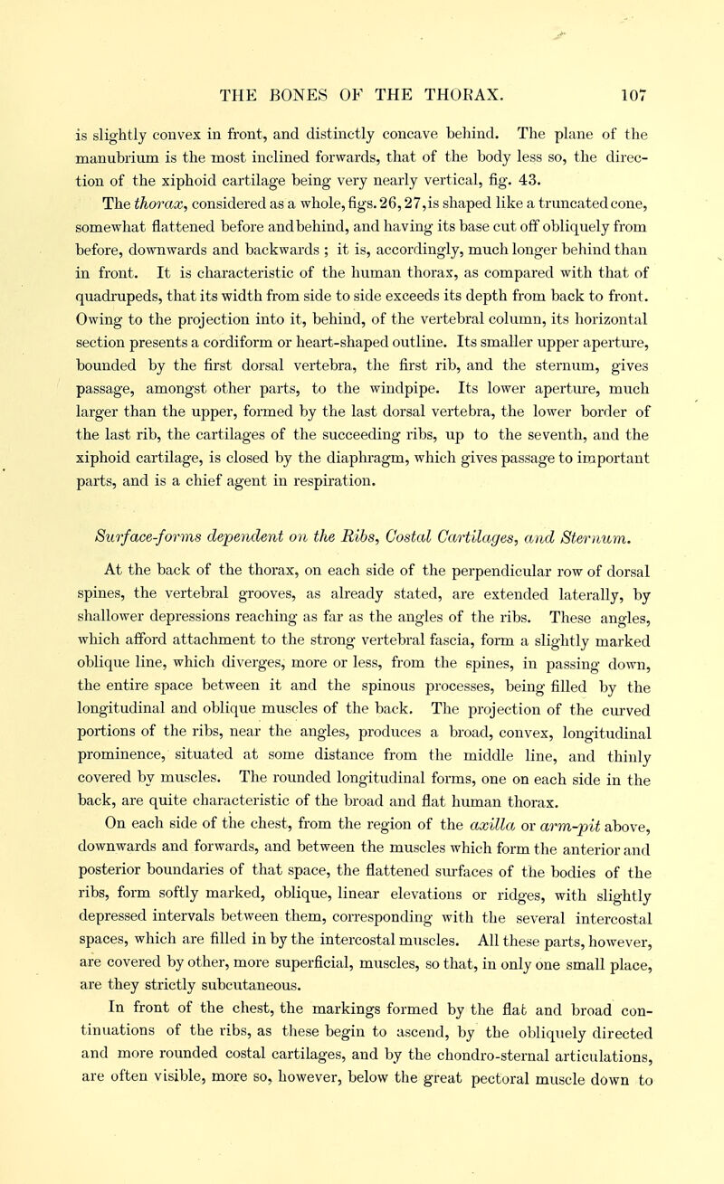 is slightly convex in front, and distinctly concave behind. The plane of the manubrium is the most inclined forwards, that of the body less so, the direc- tion of the xiphoid cartilage being very nearly vertical, fig. 43. The thorax, considered as a whole, tigs. 26,27,is shaped like a truncated cone, somewhat flattened before andbehind, and having its base cut off obliquely from before, downwards and backwards ; it is, accordingly, much longer behind than in front. It is characteristic of the human thorax, as compared with that of quadrupeds, that its width from side to side exceeds its depth from back to front. Owing to the projection into it, behind, of the vertebral column, its horizontal section presents a cordiform or heart-shaped outline. Its smaller upper aperture, bounded by the first dorsal vertebra, the first rib, and the sternum, gives passage, amongst other parts, to the windpipe. Its lower aperture, much larger than the upper, formed by the last dorsal vertebra, the lower border of the last rib, the cartilages of the succeeding ribs, up to the seventh, and the xiphoid cartilage, is closed by the diaphragm, which gives passage to important parts, and is a chief agent in respiration. Surface-forms dependent on the Ribs, Costal Cartilages, and Sternum. At the back of the thorax, on each side of the perpendicular row of dorsal spines, the vertebral grooves, as already stated, are extended laterally, by shallower depressions reaching as far as the angles of the ribs. These angles, which afford attachment to the strong vertebral fascia, form a slightly marked oblique line, which diverges, more or less, from the spines, in passing down, the entire space between it and the spinous processes, being filled by the longitudinal and oblique muscles of the back. The projection of the curved portions of the ribs, near the angles, produces a broad, convex, longitudinal prominence, situated at some distance from the middle line, and thinly covered by muscles. The rounded longitudinal forms, one on each side in the back, are quite characteristic of the broad and flat human thorax. On each side of the chest, from the region of the axilla or arm-pit above, downwards and forwards, and between the muscles which form the anterior and posterior boundaries of that space, the flattened surfaces of the bodies of the ribs, form softly marked, oblique, linear elevations or ridges, with slightly depressed intervals between them, corresponding with the several intercostal spaces, which are filled in by the intercostal muscles. All these parts, however, are covered by other, more superficial, muscles, so that, in only one small place, are they strictly subcutaneous. In front of the chest, the markings formed by the flat and broad con- tinuations of the ribs, as these begin to ascend, by the obliquely directed and more rounded costal cartilages, and by the chondro-sternal articulations, are often visible, more so, however, below the great pectoral muscle down to
