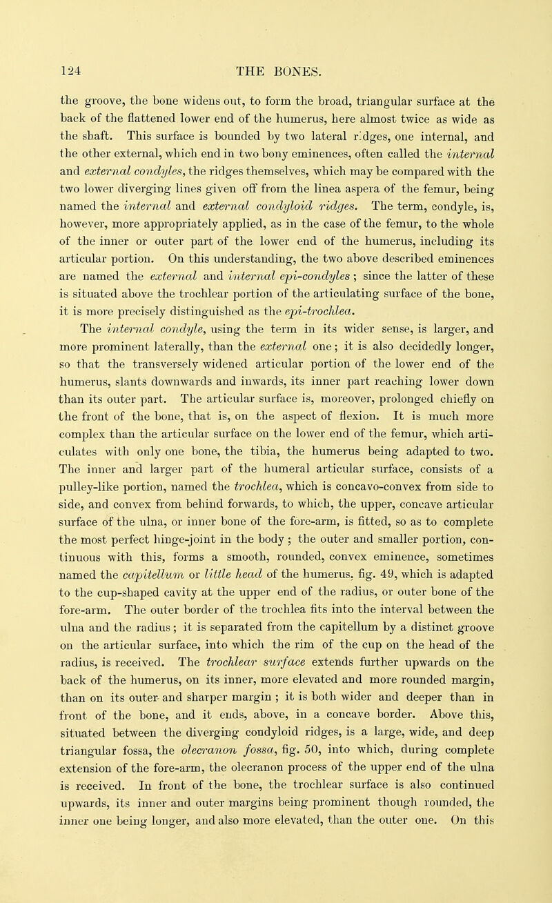 the groove, the bone widens out, to form the broad, triangular surface at the back of the flattened lower end of the humerus, here almost twice as wide as the shaft. This surface is bounded by two lateral ridges, one internal, and the other external, which end in two bony eminences, often called the internal and external condyles, the ridges themselves, which may be compared with the two lower diverging lines given off from the linea aspera of the femur, being named the internal and external condyloid ridges. The term, condyle, is, however, more appropriately applied, as in the case of the femur, to the whole of the inner or outer part of the lower end of the humerus, including its articular portion. On this understanding, the two above described eminences are named the external and internal epi-condyles ; since the latter of these is situated above the trochlear portion of the articulating surface of the bone, it is more precisely distinguished as the epi-trochlea. The internal condyle, using the term in its wider sense, is larger, and more prominent laterally, than the external one; it is also decidedly longer, so that the transversely widened articular portion of the lower end of the humerus, slants downwards and inwards, its inner part reaching lower down than its outer part. The articular surface is, moreover, prolonged chiefly on the front of the bone, that is, on the aspect of flexion. It is much more complex than the articular surface on the lower end of the femur, which arti- culates with only one bone, the tibia, the humerus being adapted to two. The inner and larger part of the humeral articular surface, consists of a pulley-like portion, named the trochlea, which is concavo-convex from side to side, and convex from behind forwards, to which, the upper, concave articular surface of the ulna, or inner bone of the fore-arm, is fitted, so as to complete the most perfect hinge-joint in the body ; the outer and smaller portion, con- tinuous -with this, forms a smooth, rounded, convex eminence, sometimes named the capitellum or little head of the humerus, fig. 49, which is adapted to the cup-shaped cavity at the upper end of the radius, or outer bone of the fore-arm. The outer border of the trochlea fits into the interval between the ulna and the radius; it is separated from the capitellum by a distinct groove on the articular surface, into which the rim of the cup on the head of the radius, is received. The trochlear surface extends further upwards on the back of the humerus, on its inner, more elevated and more rounded margin, than on its outer- and sharper margin ; it is both wider and deeper than in front of the bone, and it ends, above, in a concave border. Above this, situated between the diverging condyloid ridges, is a large, wide, and deep triangular fossa, the olecranon fossa, fig. 50, into which, during complete extension of the fore-arm, the olecranon process of the upper end of the ulna is received. In front of the bone, the trochlear surface is also continued upwards, its inner and outer margins being prominent though rounded, the inner one being longer, and also more elevated, than the outer one. On this
