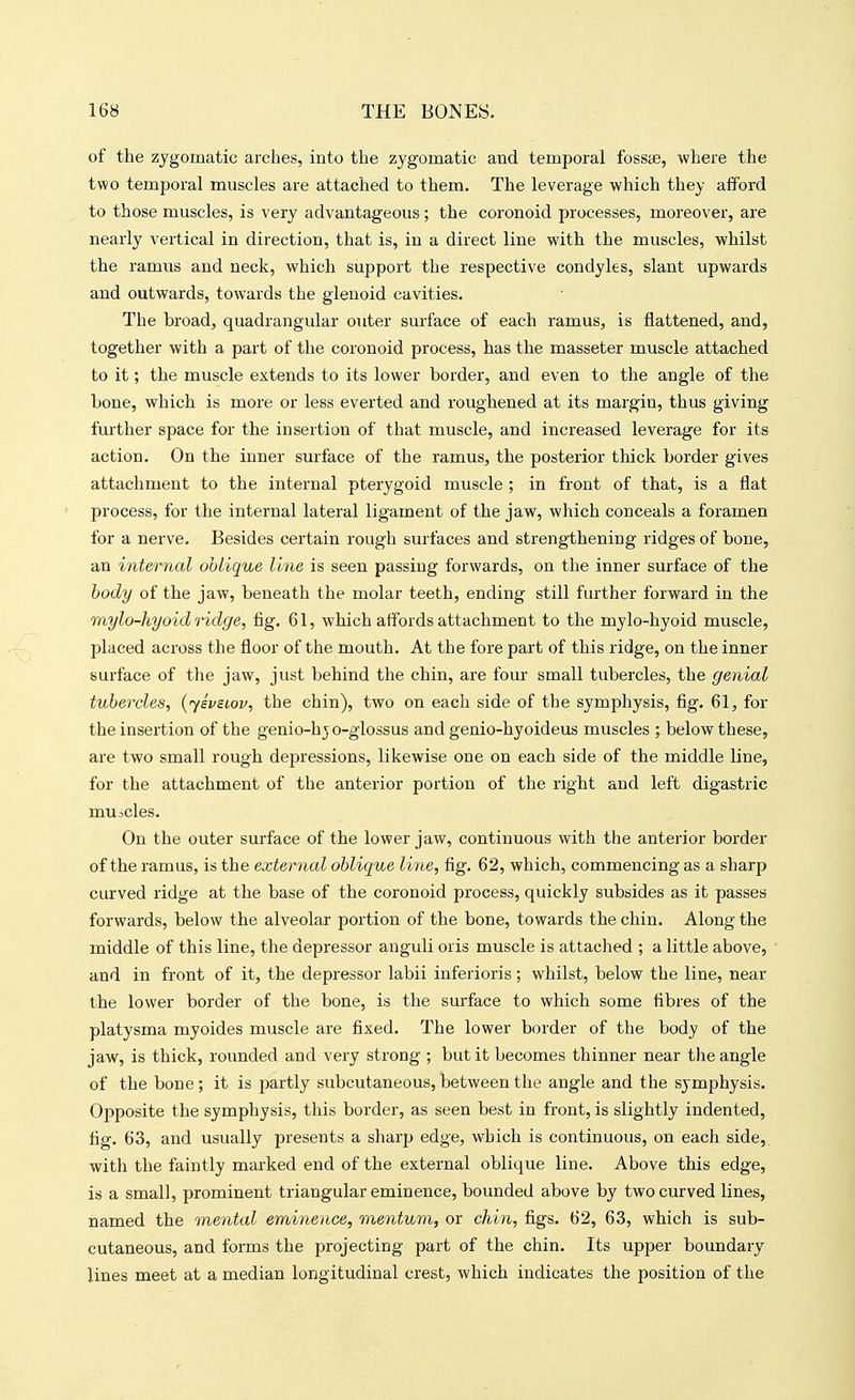 of the zygomatic iarches, into the zygomatic and temporal fosste, where the two temporal muscles are attached to them. The leverage which they afford to those muscles, is very advantageous; the coronoid processes, moreover, are nearly vertical in direction, that is, in a direct line with the muscles, whilst the ramus and neck, which support the respective condyles, slant upwards and outwards, towards the glenoid cavities. The broad, quadrangular outer surface of each ramus, is flattened, and, together with a part of the coronoid process, has the masseter muscle attached to it; the muscle extends to its lower border, and even to the angle of the bone, which is more or less everted and roughened at its margin, thus giving further space for the insertion of that muscle, and increased leverage for its action. On the inner surface of the ramus, the posterior thick border gives attachment to the internal pterygoid muscle ; in front of that, is a flat process, for the internal lateral ligament of the jaw, wliich conceals a foramen for a nerve. Besides certain rough surfaces and strengthening ridges of bone, an internal oblique line is seen passing forwards, on the inner surface of the body of the jaw, beneath the molar teeth, ending still further forward in the mylo-hyoid ridge, fig. 61, which affords attachment to the mylo-hyoid muscle, placed across the floor of the mouth. At the fore part of this ridge, on the inner surface of the jaw, just behind the chin, are four small tubercles, the genial tubercles, {jsvsoov, the chin), two on each side of the symphysis, fig. 61, for the insertion of the genio-hjo-glossus and genio-hyoideus muscles ; below these, are two small rough depressions, likewise one on each side of the middle line, for the attachment of the anterior poi'tion of the right and left digastric muicles. On the outer surface of the lower jaw, continuous with the anterior border of the ramus, is the external oblique line, fig. 62, which, commencing as a sharp curved ridge at the base of the coronoid process, quickly subsides as it passes forwards, below the alveolar portion of the bone, towards the chin. Along the middle of this line, the depressor anguli oris muscle is attached ; a little above, and in front of it, the depressor labii inferioris ; whilst, below the line, near the lower border of the bone, is the surface to which some fibres of the platysma myoides muscle are fixed. The lower border of the body of the jaw, is thick, rounded and very strong ; but it becomes thinner near the angle of the bone; it is partly subcutaneous, between the angle and the symphysis. Opposite the symphysis, this border, as seen best in front, is slightly indented, fig. 63, and usually presents a sharp edge, which is continuous, on each side,, with the faintly marked end of the external oblique line. Above this edge, is a small, prominent triangular eminence, bounded above by two curved lines, named the mental eminence, mentum, or chin, figs. 62, 63, which is sub- cutaneous, and forms the projecting part of the chin. Its upper boundary lines meet at a median longitudinal crest, which indicates the position of the