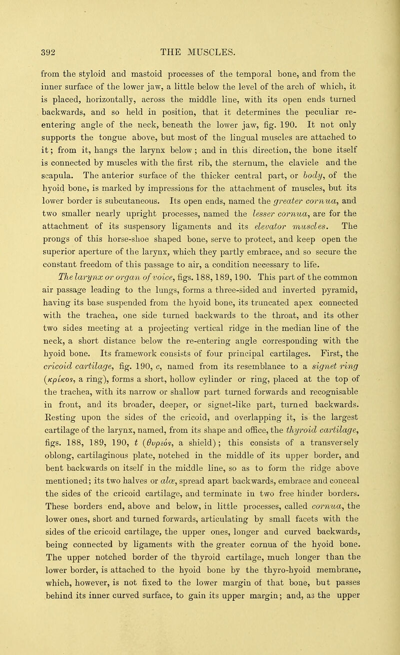 from the styloid and mastoid processes of the temporal bone, and from the inner surface of the lower jaw, a little below the level of the arch of which, it is placed, horizontally, across the middle line, with its open ends turned backwards, and so held in position, that it determines the peculiar re- entering angle of the neck, beneath the lower jaw, fig. 190. It not only supports the tongue above, but most of the lingual muscles are attached to it; from it, hangs the larynx below ; and in this direction, the bone itself is connected by muscles with the first rib, the sternum, the clavicle and the scapula. The anterior surface of the thicker central part, or hody, of the hyoid bone, is marked by impressions for the attachment of muscles, but its lower border is subcutaneous. Its open ends, named the greater cornua, and two smaller nearly upright processes, named the lesser cornua, are for the attachment of its suspensory ligaments and its elevator muscles. The prongs of this horse-shoe shaped bone, serve to protect, and keep open the superior aperture of the larynx, which they partly embrace, and so secure the constant freedom of this passage to air, a condition necessary to life. The larynx or organ of voice, figs. 188,189,190. This part of the common air passage leading to the lungs, forms a three-sided and inverted pyramid, having its base suspended from the hyoid bone, its truncated apex connected with the trachea, one side turned backwards to the throat, and its other two sides meeting at a projecting vertical ridge in the median line of the neck, a short distance below the re-entering angle corresponding with the hyoid bone. Its framework consists of four principal cartilages. First, the cricoid cartilage, fig. 190, c, named from its resemblance to a signet ring (jcpUos, a ring), forms a short, hollow cylinder or ring, placed at the top of the trachea, with its narrow or shallow part turned forwards and recognisable in front, and its broader, deeper, or signet-like part, turned backwards. Eesting upon the sides of the cricoid, and overlapping it, is the largest cartilage of the larynx, named, from its shape and office, the thyroid cartilage, figs. 188, 189, 190, t [dvpsoi, a shield); this consists of a transversely oblong, cartilaginous plate, notched in the middle of its upper border, and bent backwards on itself in the middle line, so as to form the ridge above mentioned; its two halves or alee, spread apart backwards, embrace and conceal the sides of the cricoid cartilage, and terminate in two free hinder borders. These borders end, above and below, in little processes, called cornua, the lower ones, short and turned forwards, articulating by small facets with the sides of the cricoid cartilage, the upper ones, longer and curved backwards, being connected by ligaments with the greater cornua of the hyoid bone. The upper notched border of the thyroid cartilage, much longer than the lower border, is attached to the hyoid bone by the thyro-hyoid membrane, which, however, is not fixed to the lower margin of that bone, but passes behind its inner curved surface, to gain its upper margin; and, as the upper