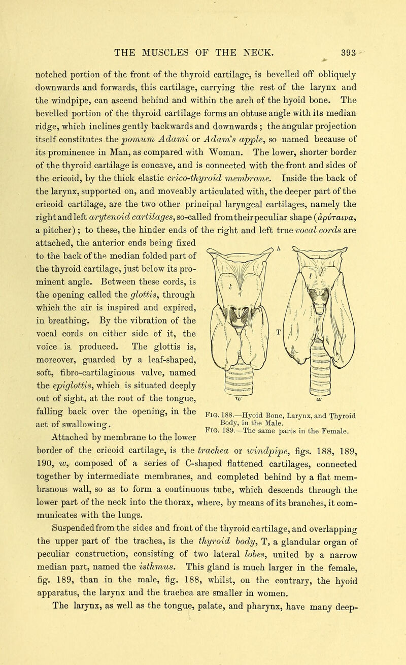 notched portion of the front of the thyroid cartilage, is bevelled off obliquely downwards and forwards, this cartilage, carrying the rest of the larynx and the windpipe, can ascend behind and within the arch of the hyoid bone. The bevelled portion of the thyroid cartilage forms an obtuse angle with its median ridge, which inclines gently backwards and downwards ; the angular projection itself constitutes the jpomum Adami or AdciTrCs apple, so named because of its prominence in Man, as compared with Woman. The lower, shorter border of the thyroid cartilage is concave, and is connected with the front and sides of the cricoid, by the thick elastic crico-thyroid membrane. Inside the back of the larynx, supported on, and moveably articulated with, the deeper part of the cricoid cartilage, are the two other principal laryngeal cartilages, namely the right and left arytenoid cartilages, so-called fromtheir peculiar shape {apvTaiva, a pitcher) ; to these, the hinder ends of the right and left true vocal cords are attached, the anterior ends being fixed to the back of the median folded part of the thyroid cartilage, just below its pro- minent angle. Between these cords, is the opening called the glottis, through which the air is inspired and expired, in breathing. By the vibration of the vocal cords on either side of it, the voice is, produced. The glottis is, moreover, guarded by a leaf-shaped, soft, fibro-cartilaginous valve, named the epiglottis, which is situated deeply out of sight, at the root of the tongue, falling back over the opening, in the Fig. 188.-Hyoid Bone, Larynx, and Thyroid act of swallowing. Body, in the Male. ° Fig. 189.—The same parts in the Female. Attached by membrane to the lower border of the cricoid cartilage, is the trachea or windpipe, figs. 188, 189, 190, w, composed of a series of C-shaped flattened cartilages, connected together by intermediate membranes, and completed behind by a flat mem- branous wall, so as to form a continuous tube, which descends through the lower part of the neck into the thorax, where, by means of its branches, it com- municates with the lungs. Suspended from the sides and front of the thyroid cartilage, and overlapping the upper part of the trachea, is the thyroid body, T, a glandular organ of peculiar construction, consisting of two lateral lobes, united by a narrow median part, named the isthmus. This gland is much larger in the female, fig. 189, than in the male, fig. 188, whilst, on the contrary, the hyoid apparatus, the larynx and the trachea are smaller in women. The larynx, as well as the tongue, palate, and pharynx, have many deep-