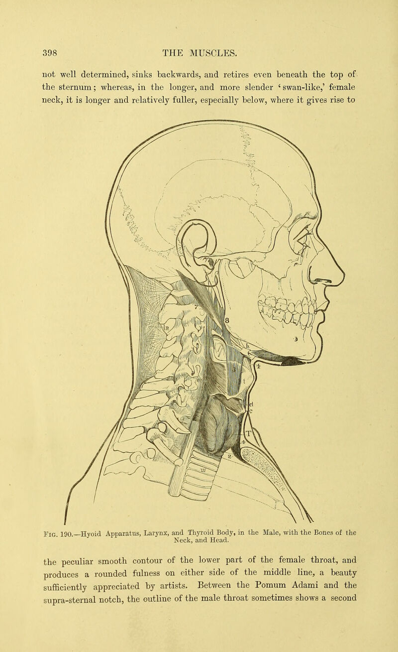 not well determined, sinks backwards, and retires even beneath the top of the sternum; whereas, in the longer, and more slender ' swan-like,' female neck, it is longer and relatively fuller, especially below, where it gives rise to Fig. 190. Hyoid Apparatus, Larynx, and Thyroid Body, in the Male, with the Bones of the Neck, and Head. the peculiar smooth contour of the lower part of the female throat, and produces a rounded fulness on either side of the middle line, a beauty sufficiently appreciated by artists. Between the Pomum Adami and the supra-sternal notch, the outline of the male throat sometimes shows a second