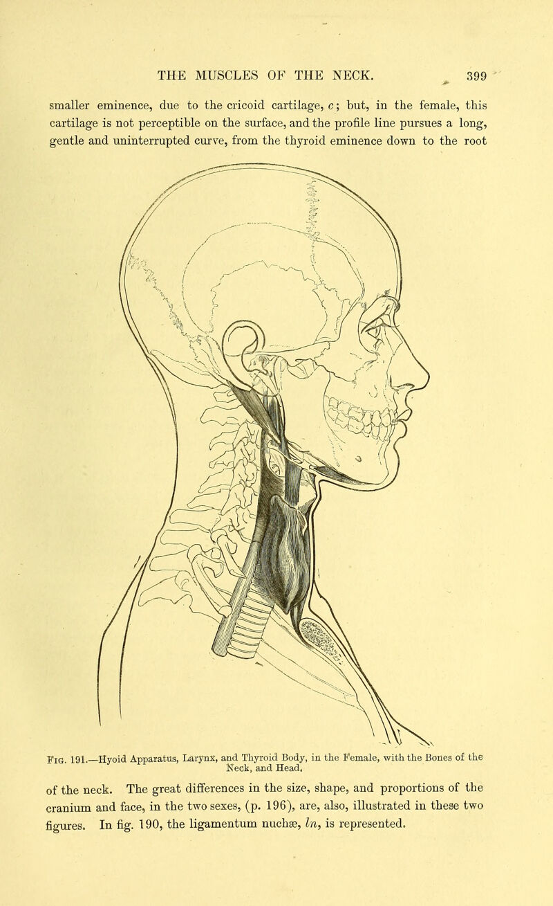 smaller eminence, due to the cricoid cartilage, c; but, in the female, this cartilage is not perceptible on the surface, and the profile line pursues a long, gentle and uninterrupted curve, from the thyroid eminence down to the root Tig. 191. Hyoid Apparatus, Larynx, and Thyroid Body, in the Female, with the Bones of the Neck, and Head. of the neck. The great differences in the size, shape, and proportions of the cranium and face, in the two sexes, (p. 196), are, also, illustrated in these two figures. In fig. 190, the ligamentum nuchse. In, is represented.