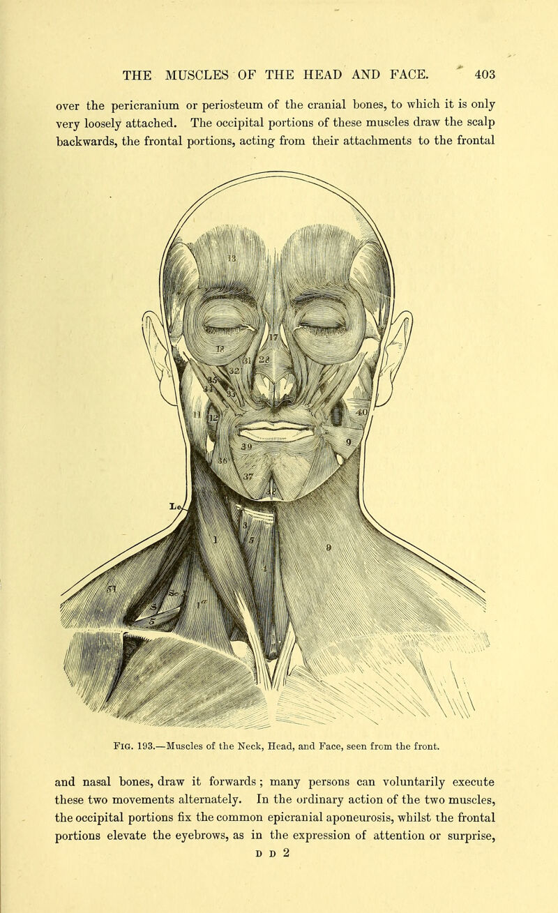 over the pericranium or periosteum of the cranial bones, to which it is only very loosely attached. The occipital portions of these muscles draw the scalp backwards, the frontal portions, acting from their attachments to the frontal Fig. 193.—Muscles of the Neck, Head, and Face, seen from the front. and nasal bones, draw it forwards; many persons can voluntarily execute these two movements alternately. In the ordinary action of the two muscles, the occipital portions fix the common epicranial aponeurosis, whilst the frontal portions elevate the eyebrows, as in the expression of attention or surprise, D D 2