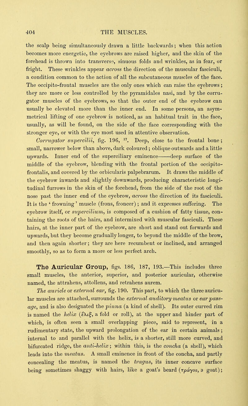 the scalp being simultaneously drawn a little backwards; when this action becomes more energetic, the eyebrows are raised higher, and the skin of the forehead is thrown into transverse, sinuous folds and wrinkles, as in fear, or fright. These wrinkles appear across the direction of the muscular fasciculi, a condition common to the action of all the subcutaneous muscles of the face. The occipito-frontal muscles are the only ones which can raise the eyebrows ; they are more or less controlled by the pyramidales nasi, and by the corru- gator muscles of the eyebrows, so that the outer end of the eyebrow can usually be elevated more than the inner end. In some persons, an asym- metrical lifting of one eyebrow is noticed, as an habitual trait in the face, usually, as will be found, on the side of the face corresponding with the stronger eye, or with the eye most used in attentive observation. Corrugator supercilii, fig. 196, Deep, close to the frontal bone; small, narrower below than above, dark coloured; oblique outwards and a little upwards. Inner end of the superciliary eminence deep surface of the middle of the eyebrow, blending with the frontal portion of the occipito- frontalis, and covered by the orbicularis palpebrarum. It draws the middle of the eyebrow inwards and slightly downwards, producing characteristic longi- tudinal furrows in the skin of the forehead, from the side of the root of the nose past the inner end of the eyebrow, across the direction of its fasciculi. It is the ' frowning' muscle (frons, froncer) ; and it expresses suffering. The eyebrow itself, or supercilium, is composed of a cushion of fatty tissue, con- taining the roots of the hairs, and intermixed with muscular fasciculi. These hairs, at the inner part of the eyebrow, are short and stand out forwards and upwards, but they become gradually longer, to beyond the middle of the brow, and then again shorter; they are here recumbent or inclined, and arranged smoothly, so as to form a more or less perfect arch. The Auricular Group, figs. 186, 187, 193.—This includes three small muscles, the anterior, superior, and posterior auricular, otherwise named, the attrahens, attollens, and retrahens aurem. The auricle or external ear, fig. 190. This part, to which the three auricu- lar muscles are attached, surrounds the external auditory meatus or ear pass- age, and is also designated the pinna (a kind of shell). Its outer curved rim is named the helix {s'Ki^, a fold or roll), at the upper and hinder part of which, is often seen a small overlapping piece, said to represent, in a rudimentary state, the upward prolongation of the ear in certain animals; internal to and parallel with the helix, is a shorter, still more curved, and bifurcated ridge, the anti-helix; within this, is the concha (a shell), which leads into the meatus. A small eminence in front of the concha, and partly concealing the meatus, is named the tragus, its inner concave surface being sometimes shaggy with hairs, like a goat's beard {rpar/os, a goat);