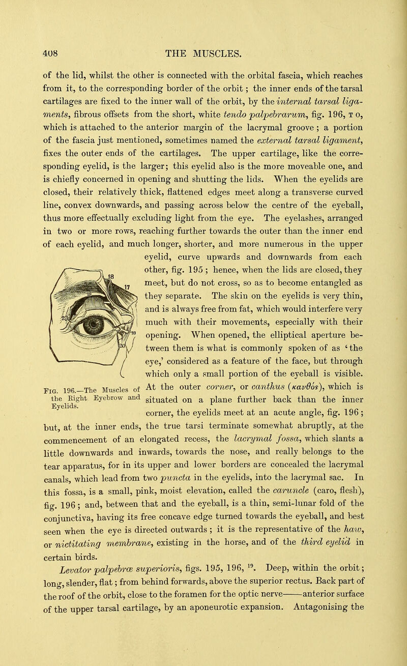 of the lid, whilst the other is connected with the orbital fascia, which reaches from it, to the corresponding border of the orbit; the inner ends of the tarsal cartilages are fixed to the inner wall of the orbit, by the internal tarsal liga- ments, fibrous offsets from the short, white tendo palpebrarum, fig. 196, t o, which is attached to the anterior margin of the lacrymal groove ; a portion, of the fascia just mentioned, sometimes named the external tarsal ligament, fixes the outer ends of the cartilages. The upper cartilage, like the corre- sponding eyelid, is the larger; this eyelid also is the more moveable one, and is chiefly concerned in opening and shutting the lids. When the eyelids are closed, their relatively thick, flattened edges meet along a transverse curved line, convex downwards, and passing across below the centre of the eyeball, thus more effectually excluding light from the eye. The eyelashes, arranged in two or more rows, reaching further towards the outer than the inner end of each eyelid, and much longer, shorter, and more numerous in the upper eyelid, curve upwards and downwards from each other, fig. 195 ; hence, when the lids are closed, they meet, but do not cross, so as to become entangled as they separate. The skin on the eyelids is very thin, and is always free from fat, which would interfere very much with their movements, especially with their opening. When opened, the elliptical aperture be- tween them is what is commonly spoken of as ' the eye,' considered as a feature of the face, but through which only a small portion of the eyeball is visible. Fig 196 —The Muscles ot ^.t the outer corner, or canthus ^Kavdos), which is the Right Eyebrow and gjtuated on a plane further back than the inner Eyelids. corner, the eyelids meet at an acute angle, fig. 196 ; but, at the inner ends, the true tarsi terminate somewhat abruptly, at the commencement of an elongated recess, the lacrymal fossa, which slants a little downwards and inwards, towards the nose, and really belongs to the tear apparatus, for in its upper and lower borders are concealed the lacrymal canals, which lead from two puncta in the eyelids, into the lacrymal sac. In this fossa, is a small, pink, moist elevation, called the caruncle (caro, flesh), fig. 196 ; and, between that and the eyeball, is a thin, semi-lunar fold of the conjunctiva, having its free concave edge turned towards the eyeball, and best seen when the eye is directed outwards ; it is the representative of the haw, or nictitating membrane, existing in the horse, and of the thvrd eyelid in certain birds. Levator palpebrce superioris, figs. 195, 196, Deep, within the orbit; long, slender, flat; from behind forwards, above the superior rectus. Back part of the roof of the orbit, close to the foramen for the optic nerve anterior surface of the upper tarsal cartilage, by an aponeurotic expansion. Antagonising the