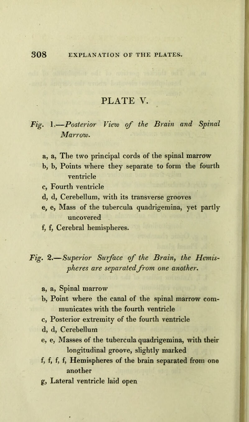 PLATE V. Fig. 1.—Posterior View of the Brain and Spinal Marrow. a, a, The two principal cords of the spinal marrow b, b, Points where they separate to form the fourth ventricle c, Fourth ventricle d, d, Cerebellum, with its transverse grooves e, e, Mass of the tubercula quadrigemina, yet partly uncovered f, f, Cerebral hemispheres. Fig. 2.—Superior Surface of the Brain, the Hemis- pheres are separatedfrom one another. a, a, Spinal marrow b, Point where the canal of the spinal marrow com- municates with the fourth ventricle c, Posterior extremity of the fourth ventricle d, d, Cerebellum e, e, Masses of the tubercula quadrigemina, with their longitudinal groove, slightly marked f, f, f, f, Hemispheres of the brain separated from one another g, Lateral ventricle laid open