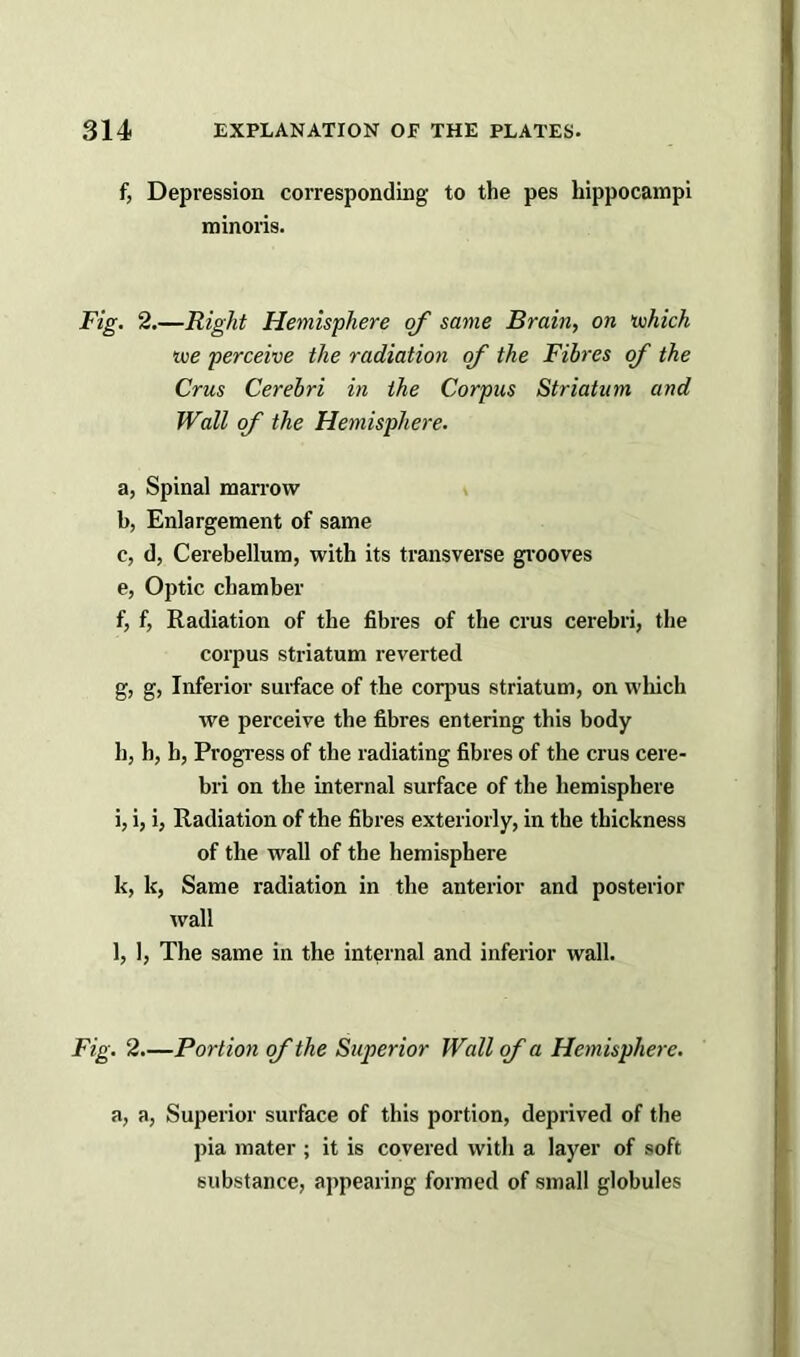 f, Depression corresponding to the pes hippocampi minoris. Fig. 2.—Right Hemisphere of same Brain, on which we perceive the radiation of the Fibres of the Crus Cerebri in the Corpus Striatum and Wall of the Hemisphere. a, Spinal marrow b, Enlargement of same c, d, Cerebellum, with its transverse grooves e, Optic chamber f, f, Radiation of the fibres of the crus cerebri, the corpus striatum reverted g, g, Inferior surface of the corpus striatum, on which we perceive the fibres entering this body h, h, h, Progress of the radiating fibres of the crus cere- bri on the internal surface of the hemisphere i, i, i, Radiation of the fibres exteriorly, in the thickness of the wall of the hemisphere k, k, Same radiation in the anterior and posterior wall l, 1, The same in the internal and inferior wall. Fig. 2.—Portion of the Superior Wall of a Hemisphere. a, a, Superior surface of this portion, deprived of the pia mater ; it is covered with a layer of soft substance, appearing formed of small globules