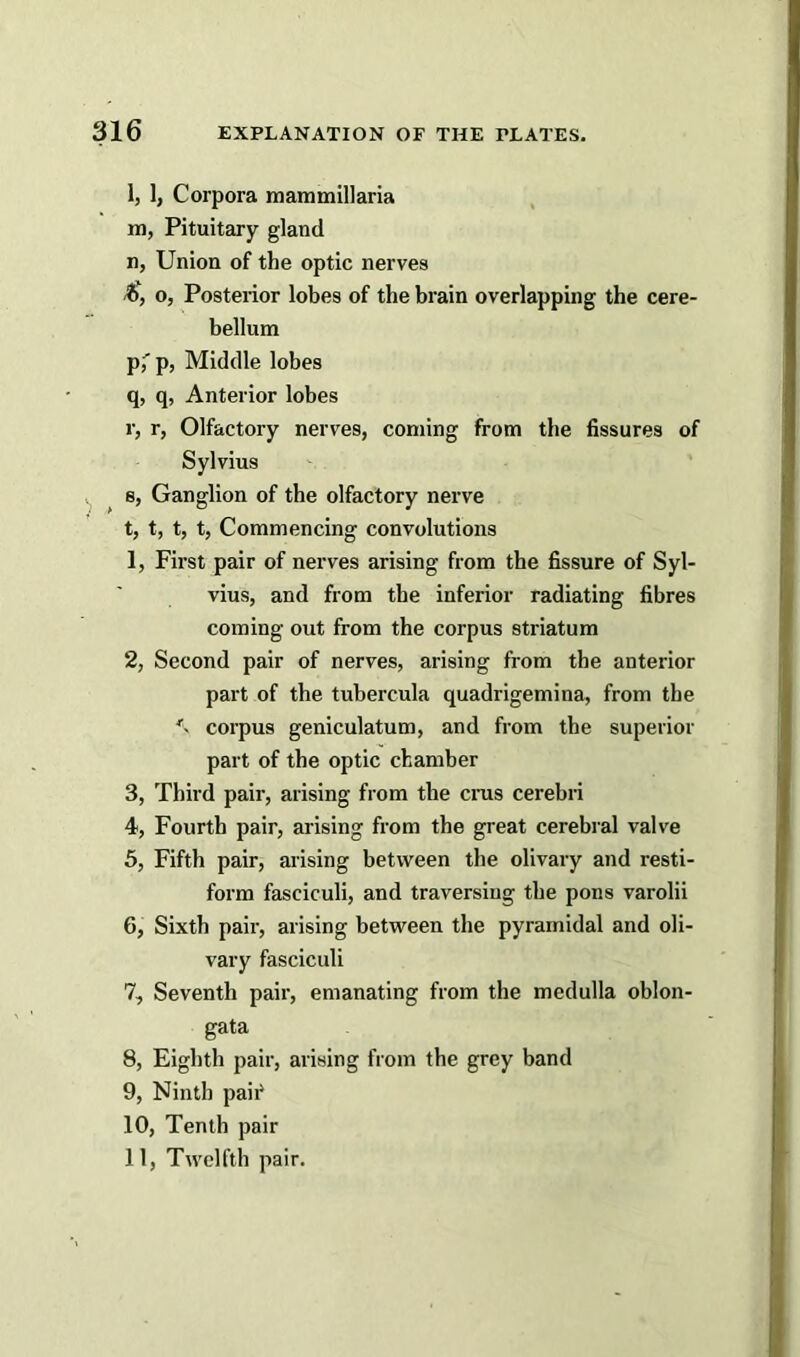 a l, 1, Corpora mammillaria m, Pituitary gland Union of the optic nerves o, Posterior lobes of the brain overlapping the cere- bellum p, ' p, Middle lobes q, q, Anterior lobes r, r, Olfactory nerves, coming from the fissures of Sylvius e, Ganglion of the olfactory nerve t, t, t, t, Commencing convolutions 1, First pair of nerves arising from the fissure of Syl- vius, and from the inferior radiating fibres coming out from the corpus striatum 2, Second pair of nerves, arising from the anterior part of the tubercula quadrigemina, from the \ corpus geniculatum, and from the superior part of the optic chamber 3, Third pair, arising from the crus cerebri 4, Fourth pair, arising from the great cerebral valve 5, Fifth pair, arising between the olivary and resti- form fasciculi, and traversing the pons varolii 6, Sixth pair, arising between the pyramidal and oli- vary fasciculi 7, Seventh pair, emanating from the medulla oblon- gata 8, Eighth pair, arising from the grey band 9, Ninth pair* 10, Tenth pair 11, Twelfth pair.