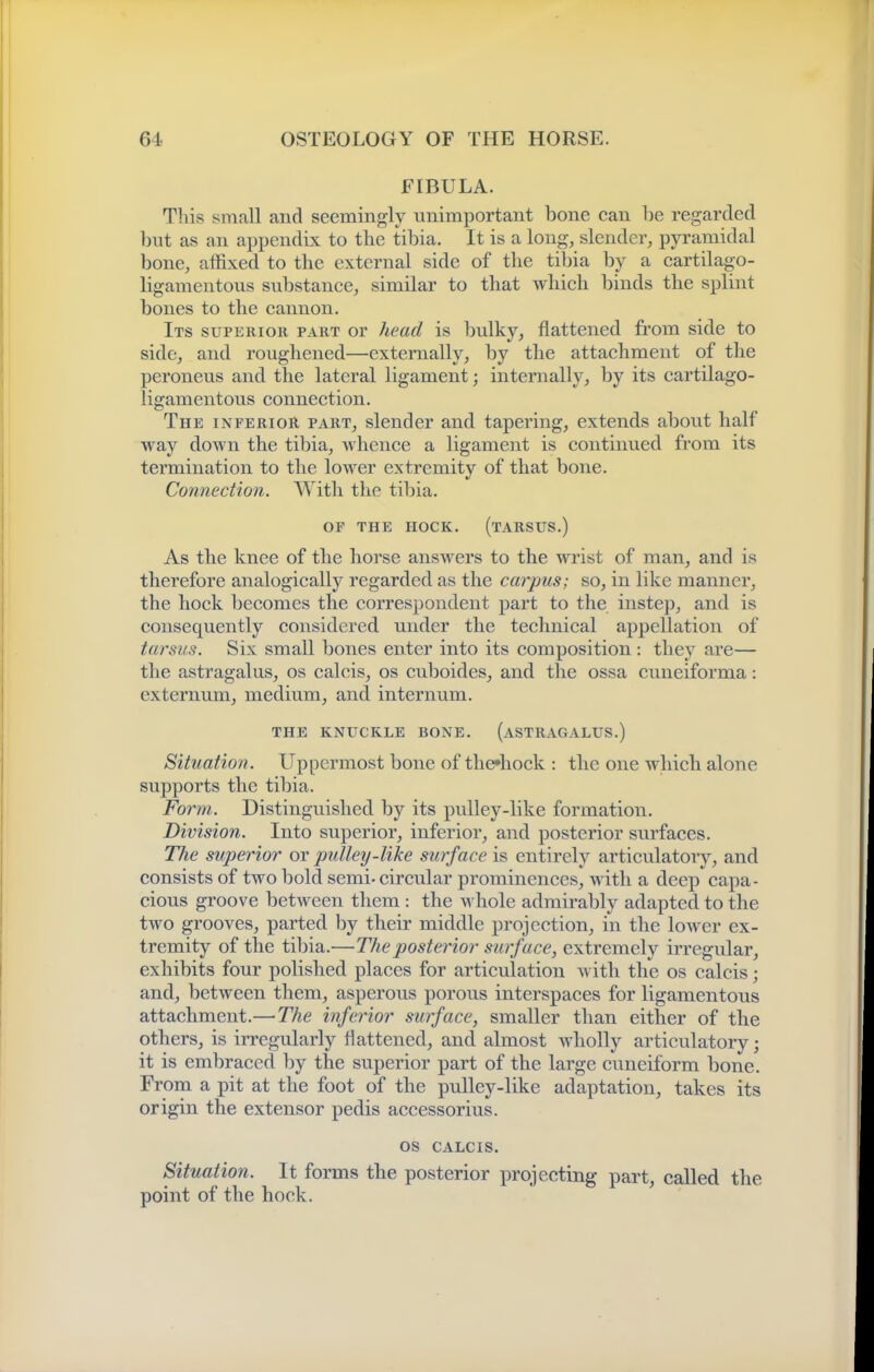 FIBULA. This small and seemingly unimportant bone can be regarded bnt as an appendix to the tibia. It is a long, slender, pyramidal bone, affixed to the external side of tlie tibia by a cartilago- ligamentous substance, similar to that which binds the splint bones to the cannon. Its superior part or head is bulky^ flattened from side to side, and roughened—externally, by the attachment of tlie peroneus and the lateral ligament; internally, by its cartilago- ligamentous connection. The inferior part, slender and tapering, extends about half way down the tibia, whence a ligament is continued from its termination to the lower extremity of that bone. Connection. A¥ith the tibia. OF THE HOCK. (tARSUS.) As the knee of the horse answers to the wrist of man, and is therefore analogically regarded as the carpus; so, in like manner, the hock becomes the correspondent part to the instep, and is consequently considered under the technical appellation of tarsus. Six small bones enter into its composition : they are— the astragalus, os calcis, os cuboides, and the ossa cuneiforma: externum, medium, and internum. the knuckle bone, (astragalus.) Situation. Uppermost bone of the»liock : the one which alone supports the tibia. Form. Distinguished by its pulley-like formation. Division. Into superior, inferior, and posterior surfaces. The superior or pulley-like surface is entirely articulatory, and consists of two bold semi- circular prominences, with a deep capa- cious groove between them : the whole admirably adapted to the two grooves, parted by their middle projection, in the loAver ex- tremity of the tibia.—The posterior surface, extremely irregular, exhibits four polished places for articulation with the os calcis; and, between them, asperous porous interspaces for ligamentous attachment.—The inferior surface, smaller than either of the others, is in'cgularly flattened, and almost wholly articulatory; it is embraced by the superior part of the large cuneiform bone. From a pit at the foot of the pulley-like adaptation, takes its origin the extensor pedis accessorius. OS CALCIS. Situation. It forms the posterior projecting part, called the point of the hock.