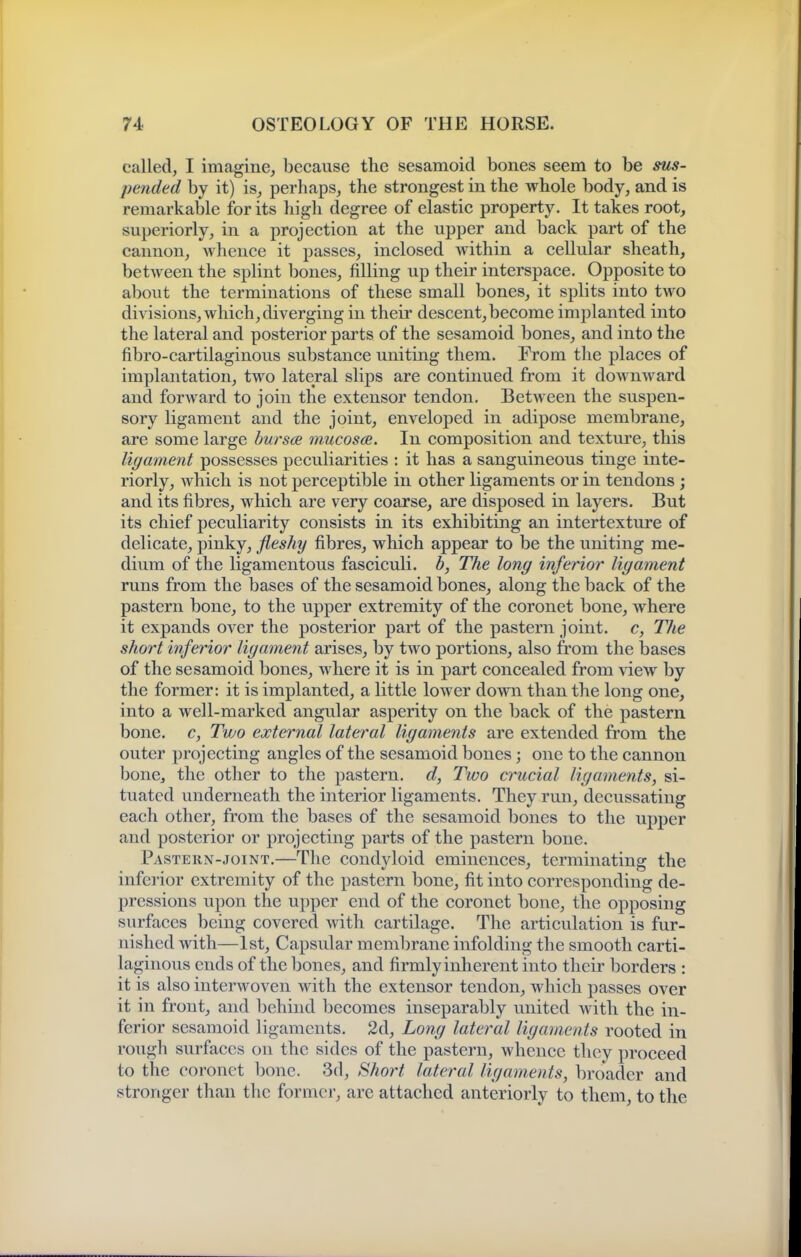 called, I imagine, because the sesamoid bones seem to be pended by it) is_, perhaps, the strongest in the whole body, and is remarkable for its high degree of elastic property. It takes root, superiorly, in a projection at the upper and back part of the cannon, whence it passes, inclosed within a cellular sheath, between the splint bones, filling up their interspace. Opposite to about the terminations of these small bones, it splits into two divisions, which, diverging in their descent,become implanted into the lateral and posterior parts of the sesamoid bones, and into the fibro-cartilaginous substance uniting them. From the places of implantation, two lateral slips are continued from it downward and forward to join the extensor tendon. Between the suspen- sory ligament and the joint, enveloped in adipose membrane, are some large bursa mucosa. In composition and texture, this ligament possesses peculiarities : it has a sanguineous tinge inte- riorly, which is not perceptible in other ligaments or in tendons j and its fibres, which are very coarse, are disposed in layers. But its chief peculiarity consists in its exhibiting an intertexture of delicate, pinky, fleshy fibres, which appear to be the uniting me- dium of the ligamentous fasciculi, b, The long inferior ligament runs from the bases of the sesamoid bones, along the back of the pastern bone, to the upper extremity of the coronet bone, where it expands over the posterior part of the pastern joint, c, The short inferior ligament arises, by two portions, also from the bases of the sesamoid bones, where it is in part concealed from view by the former: it is implanted, a little lower down than the long one, into a well-marked angular asperity on the back of the pastern bone, c, Two external lateral ligaments are extended from the outer projecting angles of the sesamoid bones; one to the cannon bone, the other to the pastern, d, Two crucial ligaments, si- tuated underneath the interior ligaments. They run, decussating each other, from the bases of the sesamoid bones to the upper and posterior or projecting parts of the pastern bone. Pastern-joint.—The condyloid eminences, terminating the inferior extremity of the pastern bone, fit into corresponding de- pressions upon the upper end of the coronet bone, the opposing surfaces being covered with cartilage. The articulation is fur- nished with—1st, Capsular membrane infolding the smooth carti- laginous ends of the bones, and firmly inherent into their borders : it is also interwoven with the extensor tendon, which passes over it in front, and behind becomes inseparably united with the in- ferior sesamoid ligaments. 2d, Long lateral ligaments rooted in rough surfaces on the sides of the pastern, whence they proceed to the coronet bone. 3d, ^hort lateral ligaments, broader and stronger than the former, are attached anteriorly to them, to the