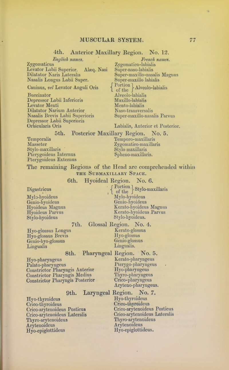 4th. Anterior Maxillary Region. No. 12. English names. French names. Zygomaticus Zygomalico-labialis Levator Labii Superior. Alajq. Nasi Super-naso-labialis Dilatator Karis Lateralis Super-maxillo-nasalis Magnus Nasalis Lougus Labii Super. Super-niaxillo labialis Caninus, vel Levator Anguli Oris | ^TtluT } -^^^<^^0'i^bialis Buccinator Alveolo-labialis Depressor Labii Inferioris Maxillo-labialis Levator Meuti Mento-labialis Dilatator Nariunti Anterior Naso-transversalis Nasalis Brevis Labii Superioris Super-maxilio-uasalis Parvus Depressor Labii Superioris Orbicularis Oris Labialis, Anterior et Posterior. 5th. Posterior Maxillary Region. No. 5. Temporalis Tem])Oi'o-niaxillaris Masseter Zygomatico-maxillaris Stylo-maxillaris ' Stylo maxillaris Pterygoideus Internus Spheno-maxillaris. Pterygoideus Externus The remaining Regions of the Head are comprehended within THE Submaxillary Space. 6th. Hyoideal Region. No. 6. Digastricus | ^TtluT } Stylo-maxillaris Mylo-liyoideus Mylo-liyoideus Genio-hyoideus Geiiio-liyoideus Hyoideus Magnus Kerato-hyoideus Magnus Hyoideus Parvus Kerato-hyoideus Parvus Stylo-hyoideus Stylo-liyoideus. 7th. Glossal Region. No. 4. Hyo-glossus Longus Kerato-glossus Hyo-glossus Brevis Hyo-glossus Genio-liyo-glossus Genio-glossus Lingualis Lingualis. 8th. Pharyngeal Region. No. 5. Hyo-pharyngeus Kerato-pliaryngeus Palato-pharyugeus Pterygo-jjliaryngeus Constrictor Pharyngis Anterior Hyo-pbaryngeus Constrictor Pharyngis Medius Thyro-pharyngeus Constrictor Pharyngis Posterior Crico-pharyngeus Aryteuo-pharyngeus. 9th. Laryngeal Region. No. 7. Hyo-thyroideu3 Hyo-thyroideus Crico-thyroideus Crico-thyroideus Crico-arytenoideus Posticus Crico-arytenoideus Posticus Crico-aryteuoideus Lateralis Crico-arytenoideus Lateralis Thyro-arytenoideus Thyro-arytenoideus Arytenoideus Arytenoideus Hyo-epiglottideus Hy o-epiglottideus.