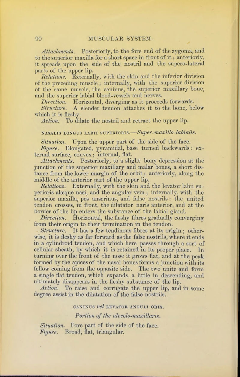 Attachments. Posteriorly, to the fore end of the zygoma, and to the superior maxilla for a short space in front of it; anteriorly, it spreads upon tlie side of the nostril and the supero-lateral parts of the upper lip. Relations. Externally, with the skin and the inferior division of the preceding muscle ; internally, with tlie superior di^^sion of the same muscle, the caninus, the superior maxillary bone, and the superior labial blood-vessels and nerves. Direction. Horizontal, diverging as it proceeds forwards. Structure. A slender tendon attaches it to the bone, below which it is fleshy. Action. To dilate the nostril and retract the upper lip. NASALis LONGUs LABii suPERioRis.—Super-maxiUo-labialis. Situation. Upon the upper part of the side of the face. Figure. Elongated, pyramidal, base turned backwards : ex- ternal surface, convex; internal, flat. Attachments. Posteriorly, to a slight bony depression at the junction of the superior maxillary and malar bones, a short dis- tance from the lower margin of the orbit; anteriorly, along the middle of the anterior part of the upper lip. Relations. Externally, with the skin and the levator labii su- perioris alccque nasi, and the angular vein; internally, with the superior maxilla, pes anserinus, and false nostrils : the united tendon crosses, in front, the dilatator naris anterior, and at the border of the lip enters the substance of the labial gland. Direction. Horizontal, the fleshy fibres gradually converging from their origin to their termination in the tendon. Structure. It has a few tendinous fibres at its origin; other- wise, it is fleshy as far forward as the false nostrils, where it ends in a cylindroid tendon, and which here passes through a sort of cellular sheath, by which it is retained in its proper place. In turning over the front of the nose it grows flat, and at the peak formed by the apices of the nasal bones forms a junction with its fellow coming from the opposite side. The two unite and form a single flat tendon, which expands a little in descending, and ultimately disappears in the fleshy substance of the lip. Action. To raise and corrugate the upper lip, and in some degree assist in the dilatation of the false nostrils. CANINUS Vel LEVATOR ANGULI ORIS. Portion of the alveolo-maxillaris. Situation. Fore part of the side of the face. Figure. Broad, flat, triangular.