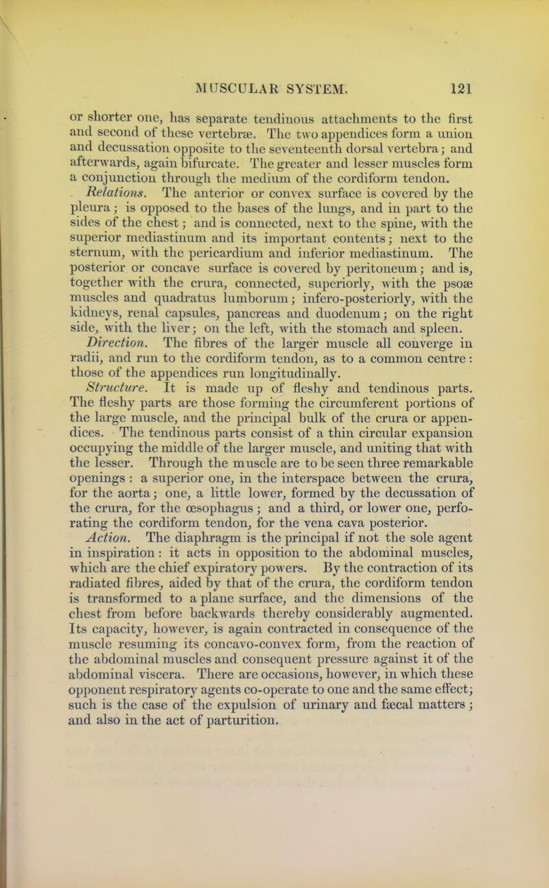 or shorter one, lias separate tendinous attachments to the first and second of these vertebrae. The two appendices form a union and decussation opposite to the seventeenth dorsal vertebra; and afterwards, again bifurcate. The greater and lesser muscles form a conjunction through the medium of the cordiform tendon. Relations. The anterior or convex surface is covered by the pleura; is opposed to the bases of the lungs, and in part to the sides of the chest; and is connected, next to the spine, with the superior mediastinum and its important contents; next to the sternum, with the pericardium and inferior mediastinum. The posterior or concave surface is covered by peritoneum; and is^ together with the crura, connected, superiorly, with the psose muscles and quadratus lumborum; infero-posteriorly, with the kidneys, renal capsules, pancreas and duodenum; on the right side, with the liver; on the left, with the stomach and spleen. Direction. The fibres of the larger muscle all converge in radii, and run to the cordiform tendon, as to a common centre: those of the appendices run longitudinally. Structure. It is made up of fleshy and tendinous parts. The fleshy parts are those forming the circumferent portions of the large muscle, and the principal bulk of the crura or appen- dices. The tendinous parts consist of a thin circular expansion occupying the middle of the larger muscle, and uniting that with the lesser. Through the muscle are to be seen three remai'kable openings : a superior one, in the interspace between the crura, for the aorta; one, a little lower, formed by the decussation of the crura, for the oesophagus; and a third, or lower one, perfo- rating the cordiform tendon, for the vena cava posterior. Action. The diaphragm is the principal if not the sole agent in inspiration: it acts in opposition to the abdominal muscles, which are the chief expiratory powers. By the contraction of its radiated fibres, aided by that of the crura, the cordiform tendon is transformed to a plane surface, and the dimensions of the chest from before backwards thereby considerably augmented. Its capacity, however, is again contracted in consequence of the muscle resuming its concavo-convex form, from the reaction of the abdominal muscles and consequent pressure against it of the abdominal viscera. There are occasions, however, in which these opponent respiratory agents co-operate to one and the same eft'ect; such is the case of the expulsion of urinary and fsecal matters; and also in the act of parturition.