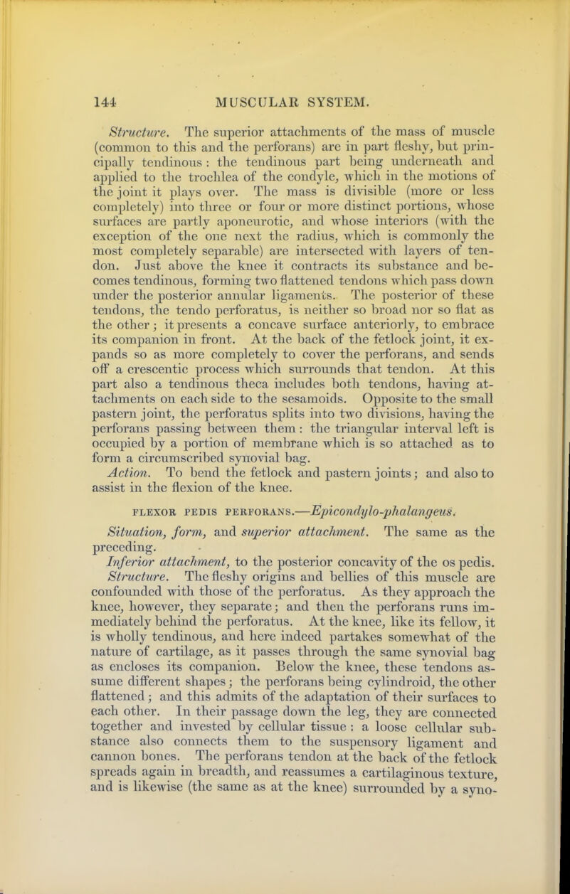 Structure. The superior attachments of the mass of muscle (common to this and the perforans) are in part fleshy, but prin- cipally tendinous : the tendinous part being underneath and applied to the trochlea of the condyle, which in the motions of the joint it plays over. The mass is divisible (more or less completely) into three or foui' or more distinct portions, whose surfaces are partly aponeurotic, and whose interiors (with the exception of the one next the radius, which is commonly the most completely separable) are intersected with layers of ten- don. Just above the knee it contracts its substance and be- comes tendinous, forming two flattened tendons which pass down under the posterior annular ligaments. The posterior of these tendons, the tendo perforatus, is neither so broad nor so flat as the other; it presents a concave surface anteriorly, to embrace its companion in front. At the back of the fetlock joint, it ex- pands so as more completely to cover the perforans, and sends ofi a crescentic process which surrounds that tendon. At this part also a tendinous theca includes both tendons, ha^dng at- tachments on each side to the sesamoids. Opposite to the small pastern joint, the perforatus splits into two divisions, having the perforans passing between them: the triangular interval left is occupied by a portion of membrane which is so attached as to form a circumscribed synovial bag. Action. To bend the fetlock and pastern joints; and also to assist in the flexion of the knee. FLEXOR PEDIS PERFORANS.—Ejncondylo-phalcingeus, Situation, form, and superior attachment. The same as the preceding. Inferior attachment, to the posterior conca-sdty of the os pedis. Structure. The fleshy origins and bellies of this muscle are confounded with those of the perforatus. As they approach the knee, however, they separate; and then the perforans runs im- mediately behind the perforatus. At the knee, like its fellow, it is wholly tendinous, and here indeed partakes somewhat of the nature of cartilage, as it passes through the same synovial bag as encloses its companion. Below the knee, these tendons as- sume different shapes; the perforans being cylindroid, the other flattened; and this admits of the adaptation of their surfaces to each other. In their passage down the leg, they are connected together and invested by cellular tissue : a loose cellular sub- stance also connects them to the suspensory ligament and cannon bones. The perforans tendon at the back of the fetlock spreads again in breadth, and reassumes a cartilaginous texture, and is likewise (the same as at the knee) surrounded by a syno-