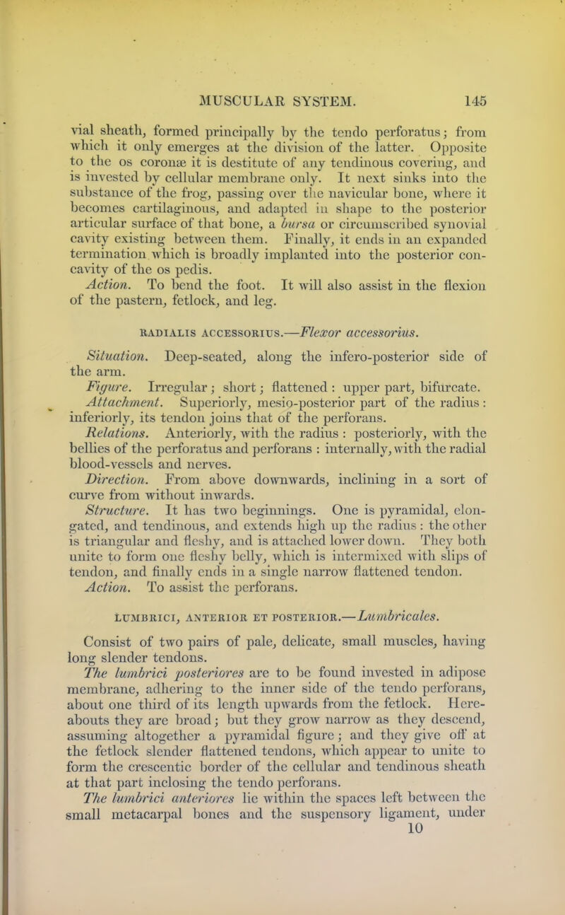 vial sheath, formed principally by the ten do perforatus; from which it only emerges at the division of the latter. Opposite to the OS coronse it is destitute of any tendinous covering, and is invested by cellular membrane only. It next sinks into the substance of the frog, passing over the navicular bone, Avhere it becomes cartilaginous, and adapted in shape to the posterior articular surface of that bone, a bursa or circumscribed synovial cavity existing between them. Finally, it ends in an expanded termination which is broadly implanted into the posterior con- cavity of the OS pedis. Action. To bend the foot. It Avill also assist in the flexion of the pastern, fetlock, and leg. RADiALis ACCESsoRius.—Flexov accessoHus. Situation. Deep-seated, along the infero-posterior side of the arm. Figure. Irregular; short; flattened : upper part, bifurcate. Attachment. Superiorly, mesio-posterior part of the radius : inferiorly, its tendon joins that of the perforans. Relations. Anteriorly, with the radius : posteriorly, with the bellies of the perforatus and perforans : internally, with the radial blood-vessels and nerves. Direction. From above downwards, inclining in a sort of curve from without inwards. Structure. It has two beginnings. One is pyramidal, elon- gated, and tendinous, and extends high up the radius: the other is triangular and fleshy, and is attached lower down. They both unite to form one fleshy belly, which is intermixed with slips of tendon, and finally ends in a single narrow flattened tendon. Action. To assist the perforans. LUMBRici, ANTERIOR ET POSTERIOR.—Lumbricales. Consist of two pairs of pale, dehcate, small muscles, having long slender tendons. The lumbrici posteriores are to be found invested in adipose membrane, adhering to the inner side of the tendo perforans, about one third of its length upwards from the fetlock. Here- abouts they are broad; but they grow narrow as they descend, assuming altogether a pyramidal figure; and they give oft' at the fetlock slender flattened tendons, which appear to unite to form the crescentic border of the cellular and tendinous sheath at that part inclosing the tendo perforans. The lumbrici anteriores lie within the spaces left between the small metacarpal bones and the suspensory ligament, under 10