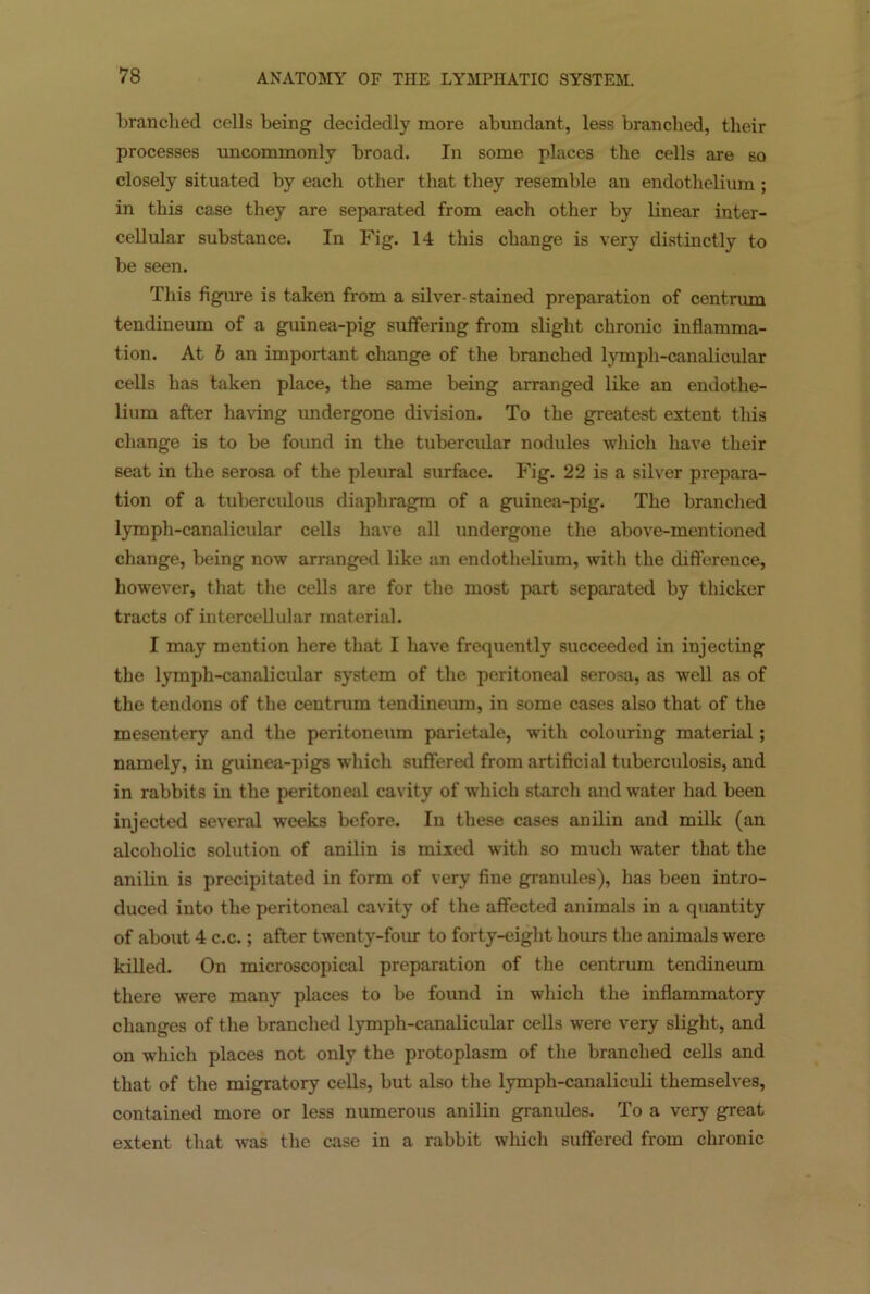 branched cells being decidedly more abundant, less branched, their processes uncommonly broad. In some places the cells are so closely situated by each other that they resemble an endothelium ; in this case they are separated from each other by linear inter- cellular substance. In Fig. 14 this change is very distinctly to be seen. This figure is taken from a silver-stained preparation of centrum tendineum of a guinea-pig suffering from slight chronic inflamma- tion. At b an important change of the branched lymph-canalicular cells has taken place, the same being arranged like an endothe- lium after having undergone division. To the greatest extent this change is to be found in the tubercular nodules which have their seat in the serosa of the pleural surface. Fig. 22 is a silver prepara- tion of a tuberculous diaphragm of a guinea-pig. The branched lymph-canalicular cells have all undergone the above-mentioned change, being now arranged like an endothelium, with the difference, however, that the cells are for the most part separated by thicker tracts of intercellular material. I may mention here that I have frequently succeeded in injecting the lymph-canalicular system of the peritoneal serosa, as well as of the tendons of the centrum tendineum, in some cases also that of the mesentery and the peritoneum parietale, with colouring material; namely, in guinea-pigs which suffered from artificial tuberculosis, and in rabbits in the peritoneal cavity of which starch and water had been injected several weeks before. In these cases anilin and milk (an alcoholic solution of anilin is mixed with so much water that the anilin is precipitated in form of very fine granules), has been intro- duced into the peritoneal cavity of the affected animals in a quantity of about 4 c.c.; after twenty-four to forty-eight hours the animals were killed. On microscopical preparation of the centrum tendineum there were many places to be found in which the inflammatory changes of the branched lymph-canalicular cells were very slight, and on which places not only the protoplasm of the branched cells and that of the migratory cells, but also the lymph-canaliculi themselves, contained more or less numerous anilin granules. To a very great extent that was the case in a rabbit which suffered from chronic
