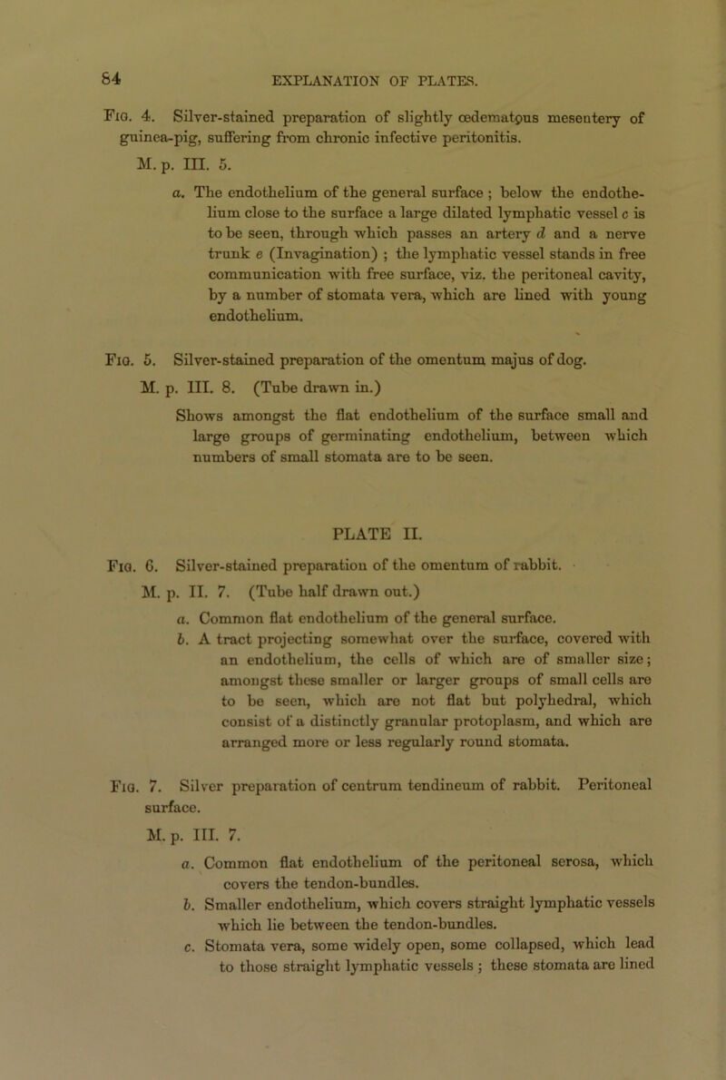 Fig. 4. Silver-stained preparation of slightly cederaatpus mesentery of guinea-pig, suffering from chronic infective peritonitis. M.p. m. 5. a. The endothelium of the general surface ; below the endothe- lium close to the surface a large dilated lymphatic vessel c is to be seen, through which passes an artery d and a nerve trunk e (Invagination) ; the lymphatic vessel stands in free communication with free surface, viz. the peritoneal cavity, by a number of stomata vera, which are lined with young endothelium. Fig. 5. Silver-stained preparation of the omentum majus of dog. M. p. III. 8. (Tube drawn in.) Shows amongst the flat endothelium of the surface small and large groups of germinating endothelium, between which numbers of small stomata are to be seen. PLATE II. Fig. 6. Silver-stained preparation of the omentum of rabbit. M. p. II. 7. (Tube half drawn out.) a. Common flat endothelium of the general surface. b. A tract projecting somewhat over the surface, covered with an endothelium, the cells of which are of smaller size; amongst these smaller or larger groups of small cells are to be seen, which are not flat but polyhedral, which consist of a distinctly granular protoplasm, and which are arranged more or less regularly round stomata. Fig. 7. Silver preparation of centrum tendineum of rabbit. Peritoneal surface. M.p. III. 7. a. Common flat endothelium of the peritoneal serosa, which covers the tendon-bundles. b. Smaller endothelium, which covers straight lymphatic vessels which lie between the tendon-bundles. c. Stomata vera, some widely open, some collapsed, which lead to those straight lymphatic vessels ; these stomata are lined