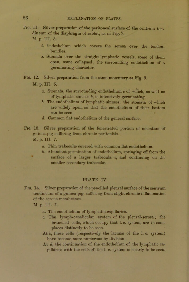 Fig. 11. Silver preparation of the peritoneal surface of tlie centrum ten- din eum of the diaphragm of rabbit, as in Fig. 7. M. p. III. 5. t. Endothelium which covers the serosa over the tendon- bundles. e. Stomata over the straight lymphatic vessels, some of them open, some collapsed; the surrounding endothelium of a germinating character. Fig. 12. Silver preparation from the same mesentery as Fig. 9. m. p. m. 5. a. Stomata, the surrounding endothelium c of which, as well as of lymphatic sinuses b, is intensively germinating. b. The endothelium of lymphatic sinuses, the stomata of which are widely open, so that the endothelium of their bottom can be seen. d. Common flat endothelium of the general surface. Fio. 13. Silver preparation of the fenestrated portion of omentum of guinea-pig suffering from chronic peritonitis. M. p. III. 7. a. Thin trabeculae covered with common flat endothelium. b. Abundant germination of endothelium, springing off from the surface of a larger trabecula c, and continuing on the smaller secondary trabeculte. PLATE IV. Fig. 14. Silver preparation of the pencilled pleural surface of the centrum tendineum of a guinea-pig suffering from slight chronic inflammation of the serous membranes. M. p. III. 7. a. The endothelium of lymphatic-capillaries, c. The lymph-canalicular system of the pleural-serosa; the branched cells, which occupy that 1. c. system, are in some places distinctly to be seen. At b, these cells (respectively the lacunae of the 1. c. system) have become more numerous by division. At d, the continuation of the endothelium of the lymphatic ca- pillaries with the cells of the 1. c. system is clearly to be seen.