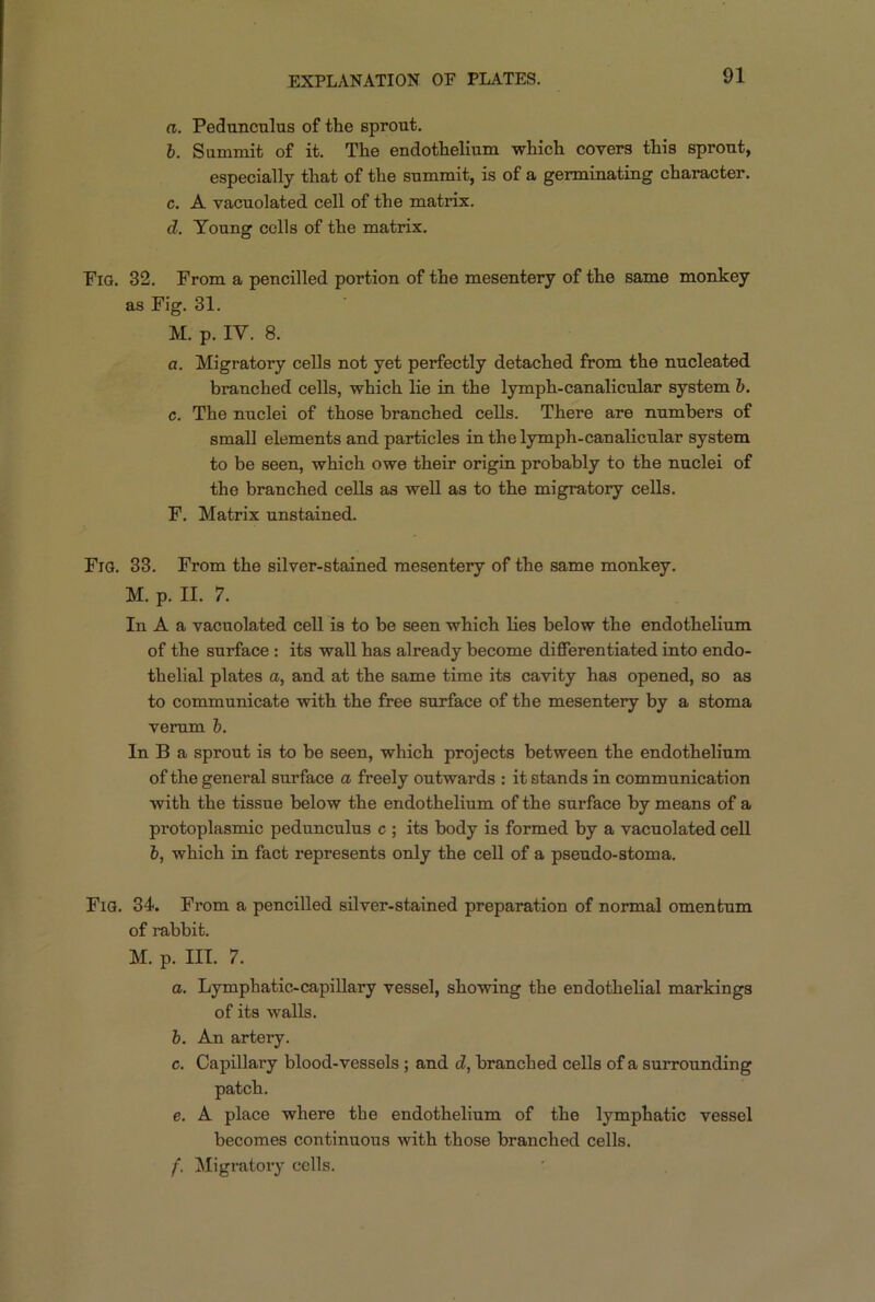 a. Pedunculus of the sprout. b. Summit of it. The endothelium which covers this sprout, especially that of the summit, is of a germinating character. c. A vacuolated cell of the matrix. d. Toung cells of the matrix. Fig. 32. From a pencilled portion of the mesentery of the same monkey as Fig. 31. M. p. IY. 8. a. Migratory cells not yet perfectly detached from the nucleated branched cells, which lie in the lymph-canalicular system b. c. The nuclei of those branched cells. There are numbers of small elements and particles in the lymph-canalicular system to be seen, which owe their origin probably to the nuclei of the branched cells as well as to the migratory cells. F. Matrix unstained. Fig. 33. From the silver-stained mesentery of the same monkey. M. p. II. 7. In A a vacuolated cell is to be seen which lies below the endothelium of the surface : its wall has already become differentiated into endo- thelial plates a, and at the same time its cavity has opened, so as to communicate with the free surface of the mesentery by a stoma verum b. In B a sprout is to be seen, which projects between the endothelium of the general surface a freely outwards : it stands in communication with the tissue below the endothelium of the surface by means of a protoplasmic pedunculus c ; its body is formed by a vacuolated cell b, which in fact represents only the cell of a pseudo-stoma. Fig. 34. From a pencilled silver-stained preparation of normal omentum of rabbit. M. p. III. 7. a. Lymphatic-capillary vessel, showing the endothelial markings of its walls. b. An artery. c. Capillary blood-vessels ; and d, branched cells of a surrounding e. A place where the endothelium of the lymphatic vessel becomes continuous with those branched cells. f. Migratory cells.