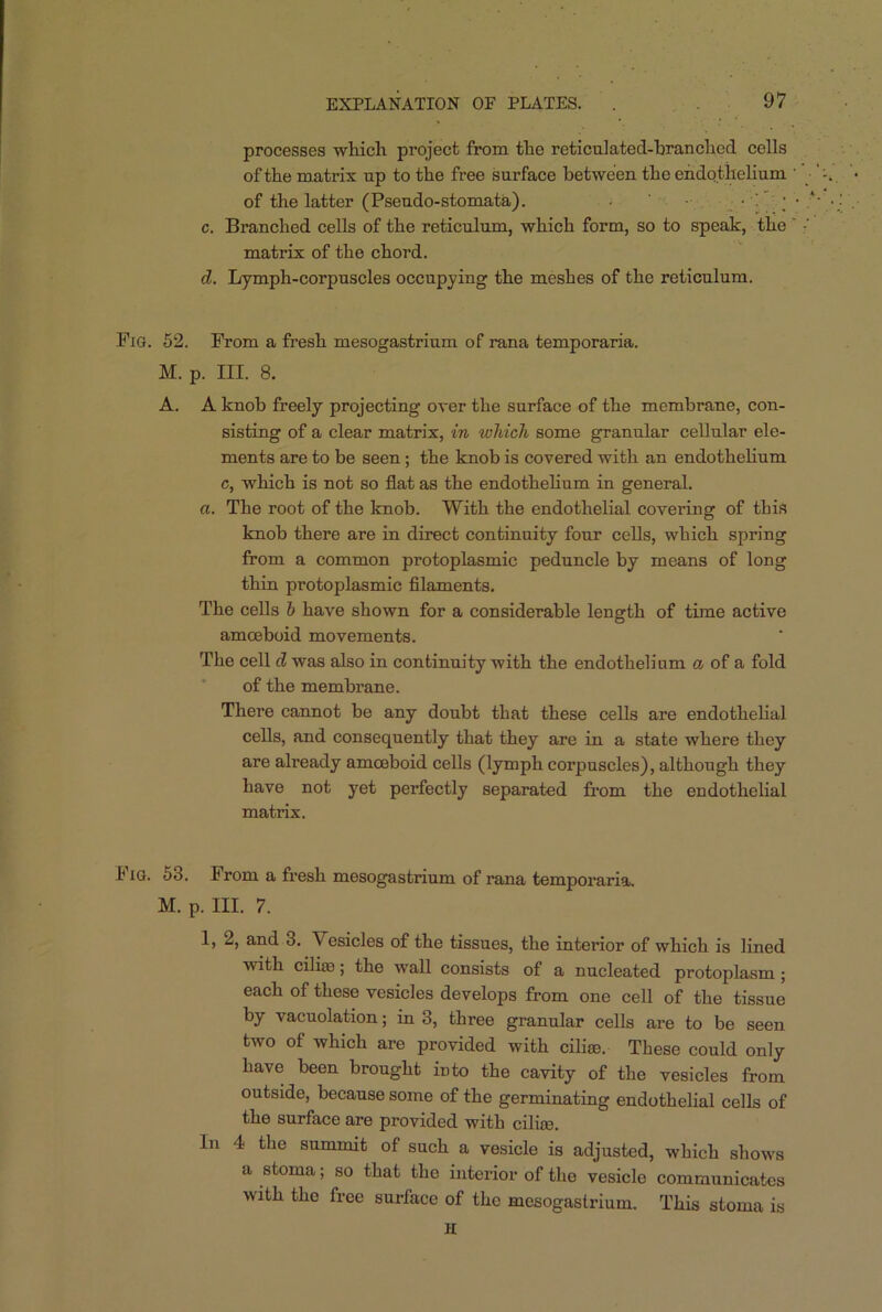 processes which project from the reticulated-branched cells of the matrix up to the free surface between the endothelium ' of the latter (Pseudo-stomata). • • ' ; ■ c. Branched cells of the reticulum, which form, so to speak, the matrix of the chord. d. Lymph-corpuscles occupying the meshes of the reticulum. Fig. 52. From a fresh mesogastrium of rana temporaria. M. p. III. 8. A. A knob freely projecting over the surface of the membrane, con- sisting of a clear matrix, in which some granular cellular ele- ments are to be seen; the knob is covered with an endothelium o, which is not so flat as the endothelium in general. a. The root of the knob. With the endothelial covering of this knob there are in direct continuity four cells, which spring from a common protoplasmic peduncle by means of long thin protoplasmic filaments. The cells b have shown for a considerable length of time active amoeboid movements. The cell d was also in continuity with the endothelium a of a fold of the membrane. There cannot be any doubt that these cells are endothelial cells, and consequently that they are in a state where they are already amoeboid cells (lymph corpuscles), although they have not yet perfectly separated from the endothelial matrix. Fig. 53. From a fresh mesogastrium of rana temporaria. M. p. III. 7. 1, 2, and 3. Vesicles of the tissues, the interior of which is lined with cilia?; the wall consists of a nucleated protoplasm; each of these vesicles develops from one cell of the tissue by vacuolation; in 3, three granular cells are to be seen two of which are provided with cilia?. These could only have been brought iuto the cavity of the vesicles from outside, because some of the germinating endothelial cells of the surface are provided with cilia?. In 4 the summit of such a vesicle is adjusted, which shows a stoma; so that the interior of the vesicle communicates with the free surface of the mesogastrium. This stoma is H