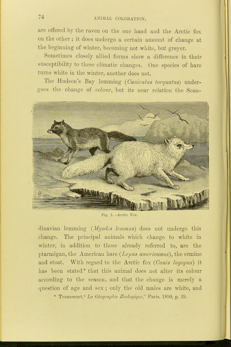 are oflfered by the raven on the one hand and the Arctic fox on the other ; it does undergo a certain amount of change at the beginning of winter, becoming not white, but greyer. Sometimes closely allied forms show a diiference in their susceiotibility to these climatic changes. One species of hare turns white in the winter, another does not. The Hudson's Bay lemming (Cuniculus torquatus) under- goes the change of colour, but its near relation the Scan- Pig. 1. -Arctic Fox. dinavian- lemming {Myocles lemmus) does not undergo this change. The principal animals which change to white in winter, in addition to those already referred to, are the jJtarmigan, the American hare {Lepus a^nericanus), the ermine and stoat. With regard to the Arctic fox (Ganis lagopiis) it has been stated* that this animal does not alter its colour according to the season, and that the change is merely a question of age and sex ; only the old males are white, and * Trouessart, La G6o(jrapliie Zoologique  Paris, 1890, p. 29.