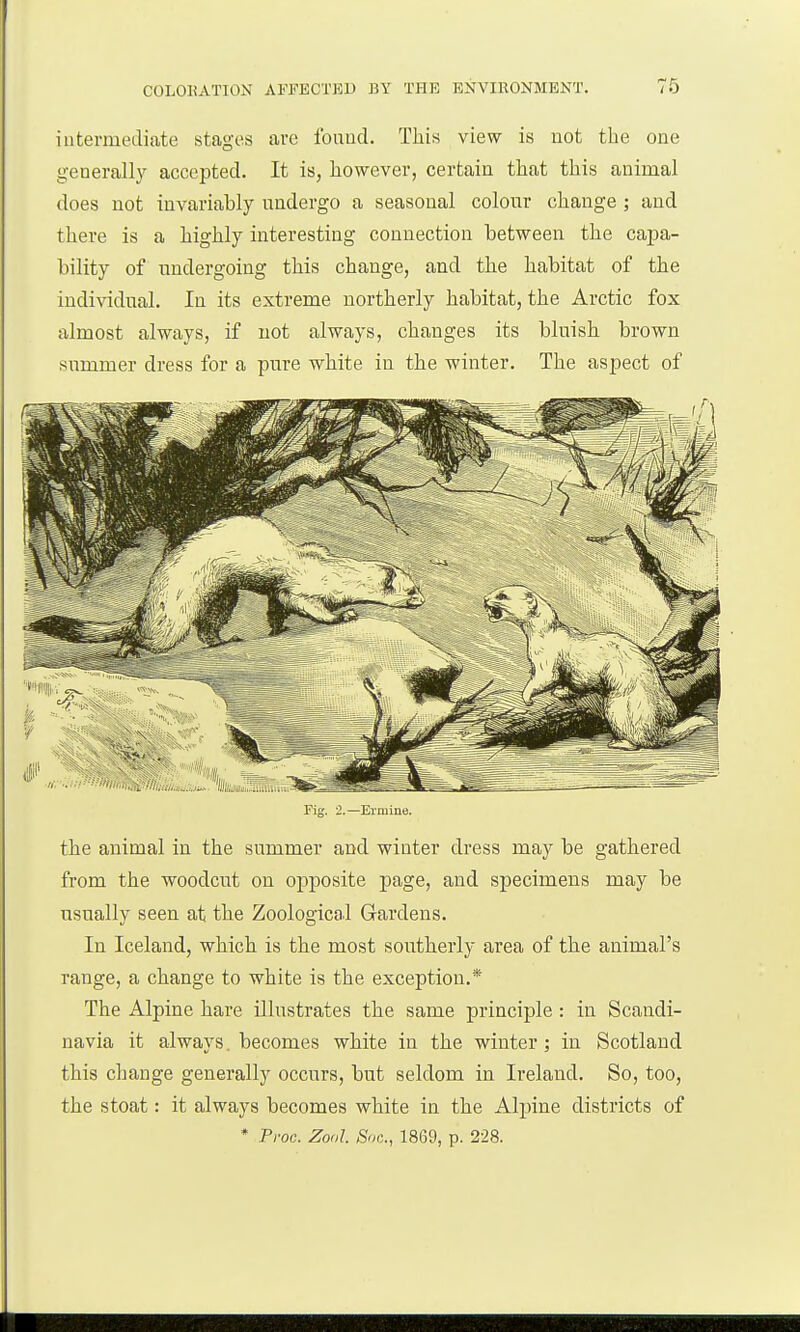 intermediate stages arc fouud. This view is not the one generally accepted. It is, however, certain that this animal does not invariably undergo a seasonal colour change ; and there is a highly interesting connection between the capa- bility of undergoing this change, and the habitat of the individual. In its extreme northerly habitat, the Arctic fox almost always, if not always, changes its bluish brown summer dress for a pure white in the winter. The aspect of the animal in the summer and winter dress may be gathered from the woodcut on opposite page, and specimens may be usually seen at the Zoological Gardens. In Iceland, which is the most southerly area of the animal's range, a change to white is the exception.* The Alpine hare illustrates the same principle : in Scandi- navia it always. becomes white in the winter; in Scotland this change generally occurs, but seldom in Ireland. So, too, the stoat: it always becomes white in the Alpine districts of Fig. 2.—Ermine, * Proc. Zool. Son., 1869, p. 228.