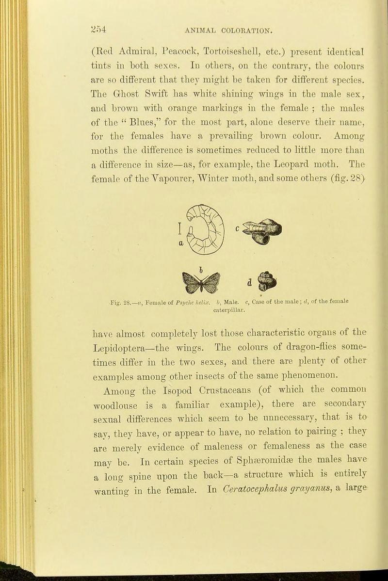 (Red Admiral, Peacock, Tortoisesliell, etc.) present identical tints in both sexes. In others, on the contrary, the colours are so diflPerent that they might be taken for different species. The Ghost Swift has white shining wings in the male sex, and brown with orange mai'kings in the female ; the males of the  Blues, for the most part, alone deserve their name, for the females have a prevailing brown colour. Among moths the difference is sometimes reduced to little more than a difference in size—as, for example, the Leopard moth. The female of the Vapourer, Winter moth, and some others (fig. 28) Fig. 2S.—(', Female of Psydu: keli.c. b, Male, c. Case of the male; i/, of the female cateiirillar. have almost completely lost those characteristic organs of the Lepidoptera—the wings. The colours of dragon-flies some- times differ in the two sexes, and there are plenty of other examples among other insects of the same phenomenon. Among the Isopod Crustaceans (of which the common woodlouse is a familiar example), there are secondary sexual differences which seem to be unnecessary, that is to say, they have, or appear to have, no relation to pairing ; they are merely evidence of maleness or femaleuess as the case may be. In certain species of Spha3romida3 the males have a long spine upon the back—a structure which is entirely wanting in the female. In Ceratocephalus grayanus, a large