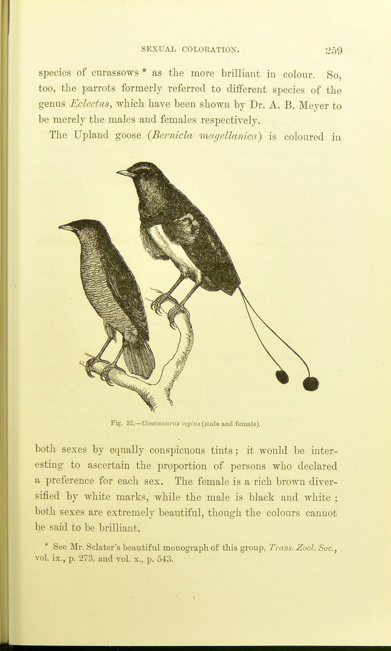 species of cnrassows * as the more brilliant in colonr. So, too, tlae parrots formerly referred to different species of the genus Eclcctus, which have been shown by Dr. A. B. Meyer to be merely the males and females respectively. The Upland goose (Bernicla magellanica) is coloured in Fig. Z2.— Cincinnurus regiv.s {muln and female). both sexes by equally conspicuous tints; it woiild be inter- esting to ascertain the proportion of persons who declared a preference for each sex. The female is a rich brown diver- sified by white marks, while the male is black and white ; both sexes are extremely beautiful, though the colours cannot be said to be brilliant. * See Mr. Sclater's beautiful monograph of this group, Trans. Zool. Soc, vol. ix., p. 273, and vol. x., p. 543.