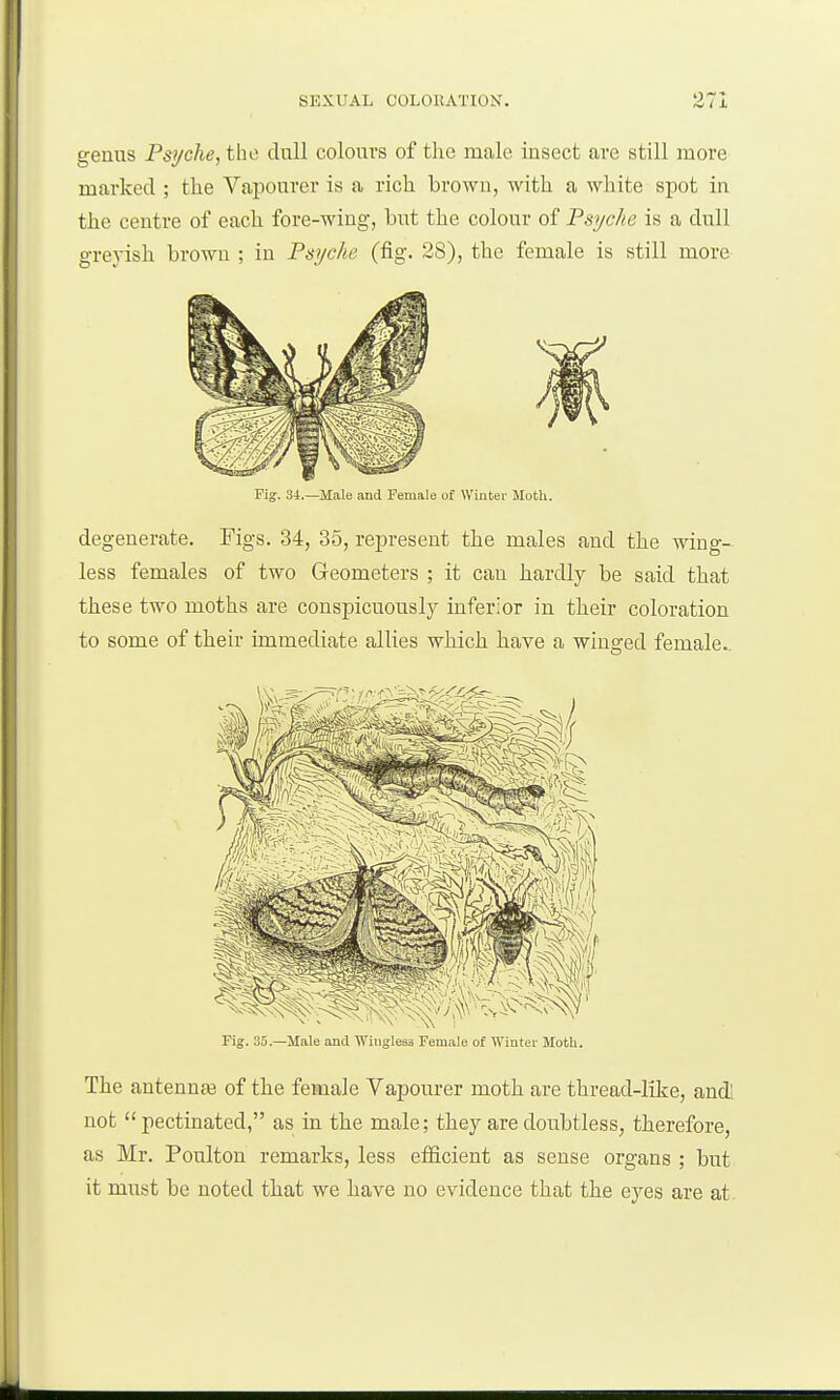 genus Psyche, tho dull colours of the male insect are still more marked ; the Vapourer is a rich brown, with a white spot in the centre of each fore-wing, but the colour of Psyche is a dull greyish brown ; in Psyche (fig. 28), the female is still more Fig. 34.—Male and Female of Winter Moth. de generate. Figs. 34, 35, represent the males and the wing- less females of two Geometers ; it can hardly be said that these two moths are conspicuously inferior in their coloration to some of their immediate allies which have a winged female.. Fig. 3o.—Male and 'Winglesa Female of Winter Moth. The antenna3 of the female Vapourer moth are thread-like, audi not pectinated, as in the male; they are doubtless, therefore, as Mr. Poulton remarks, less efficient as sense organs ; but it must be noted that we have no evidence that the eyes are at