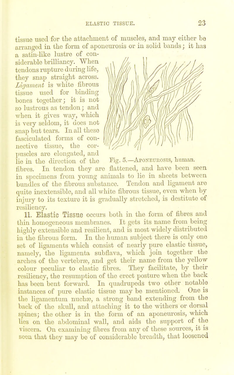 tissue used for tlie attachment of muscles, and may either be arranged in the form of aponeurosis or in solid bands; it has a satui-lLke lustre of con- siderable brilliancy. When tendons rupture diu-ing life, they snap straight across. Ligament is white fibrous tissue used for binding bones together; it is not so lustrous as tendon; and when it gives way, which is very seldom, it does not snap but tears. In all these fasciculated forms of con- nective tissue, the cor- puscles are elongated, and lie in the du'ection of the -ApoNEurvOSTS, human. Kg. 5. fibres. In tendon they are flattened, and have been seen in specimens from young animals to lie in sheets between bundles of the fibrous substance. Tendon and ligament are quite inextensible, and all white fibrous tissue, even when by injury to its texture it is gradually stretched, is destitute of resiliency. 11. Elastic Tissue occm-s both in the form of fibres and thin homogeneous membranes. It gets its name from being highly extensible and resilient, and is most -svidely distributed in the fibrous form. In the human subject there is only one set of ligaments which consist of nearly pure elastic tissue, namely, the ligamenta subflava, which join together the arches of the vertebrte, and get their name from the yellow- colour peculiar to elastic fibres. They facilitate, by their resiliency, the resumption of the erect posture when the back has been bent forward. In quadrupeds two other notable iastanccs of pure elastic tissue may be mentioned. One is the ligamentum nucha3, a strong band extending from the back of the skull, and attaching it to the withers or dorsal spiaes; the other is in the form of an aponeurosis, which lies on the abdominal wall, and aids the support of the viscera. On examiniag fibres from any of these soixrces, it is seen that they may be of considerable breadth, that loosened